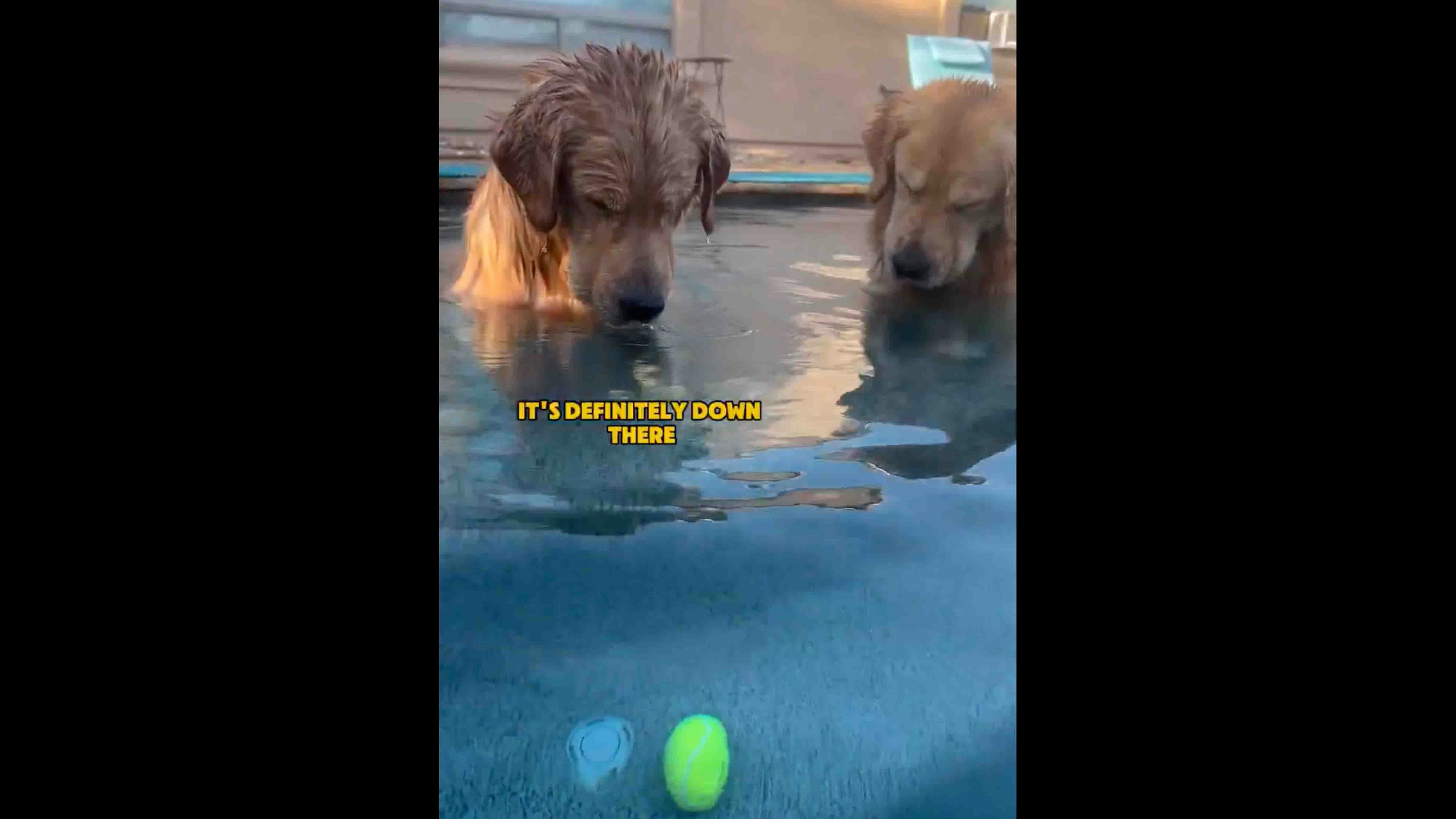 Today in pets 5 14 25