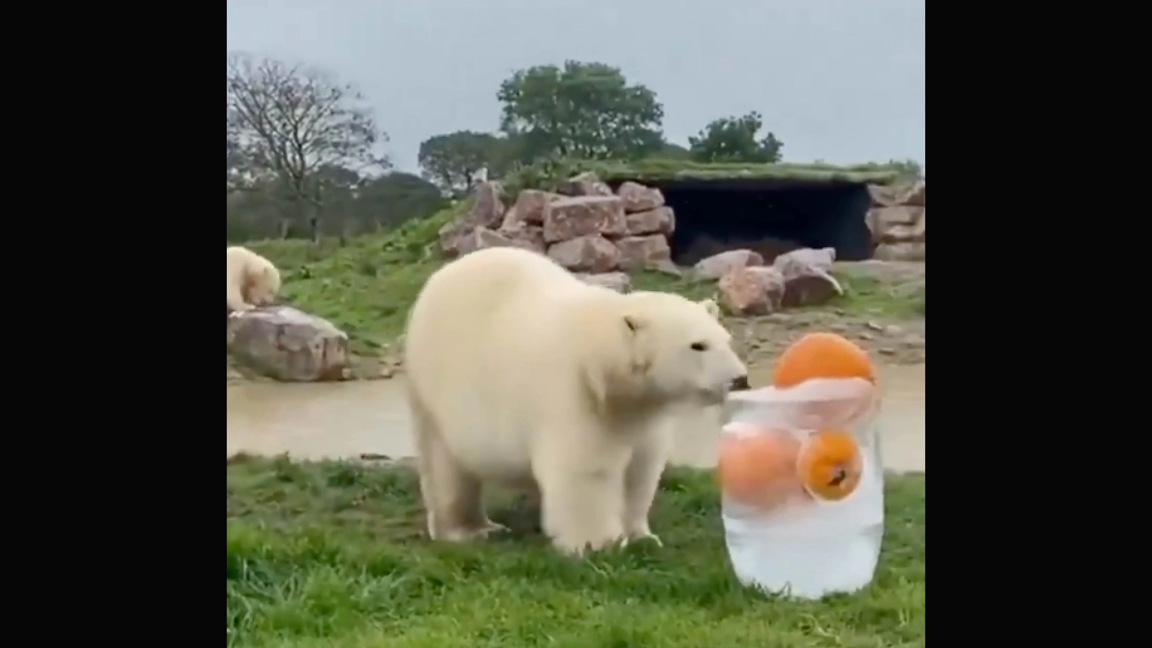 Today in zoos no play 7 10 26