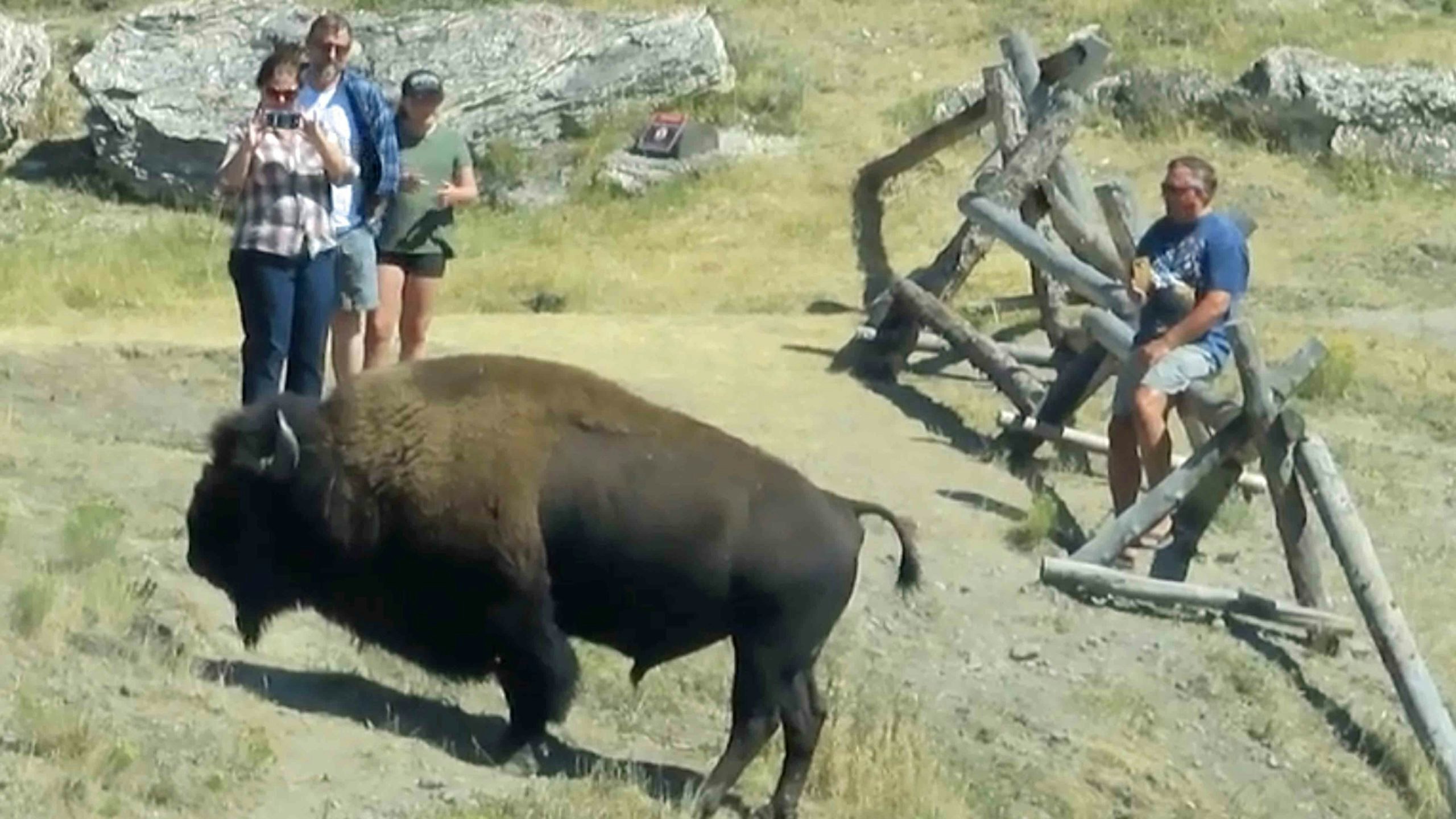 Yellowstone National Park visitors get close to a bison in this file photo.