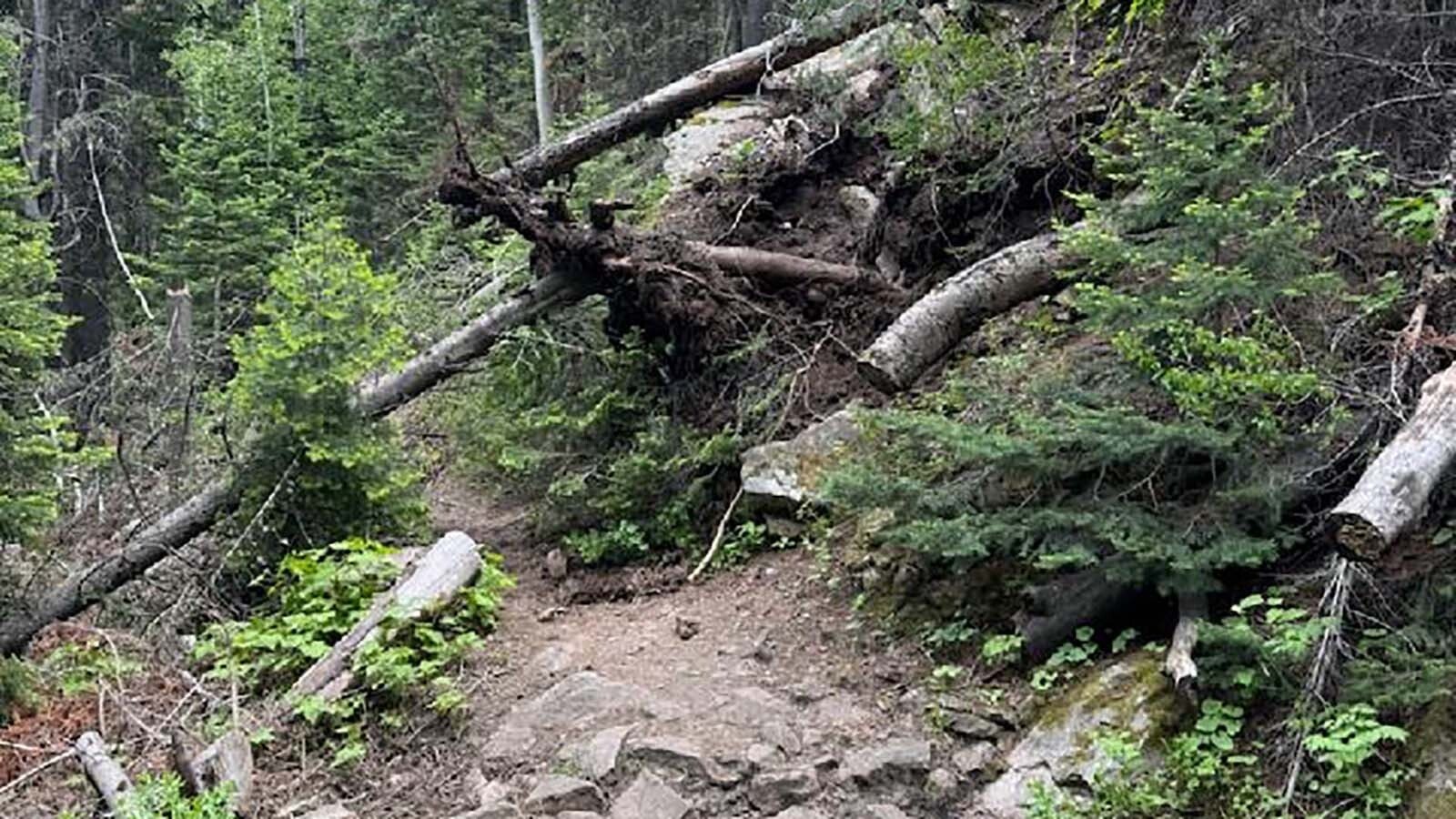 Maintaining public hiking and biking trails, like these on Casper Mountain, frequently requires hard work from local volunteer organizations.
