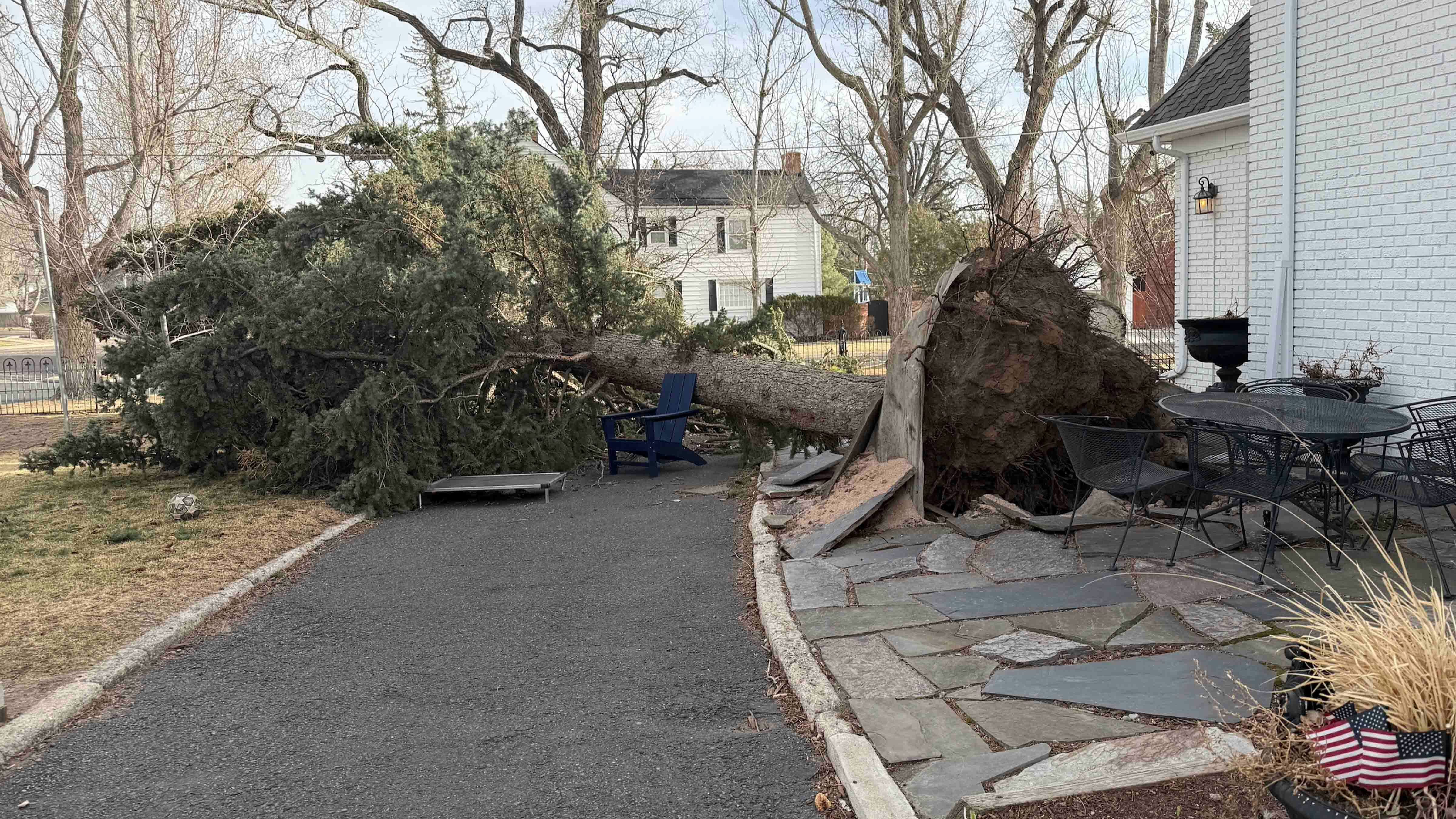 Fallen 100-year-old tree at Brian Pedersen's house in Cheyenne