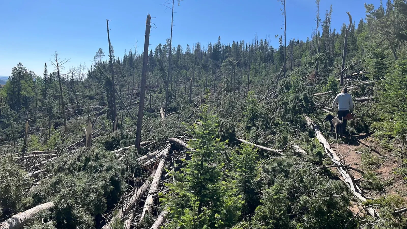 When a tornado touched down east of Laramie on June 17, it leveled countless trees, burying a section of a trail connecting the Happy Jack to Pilot Hill areas.