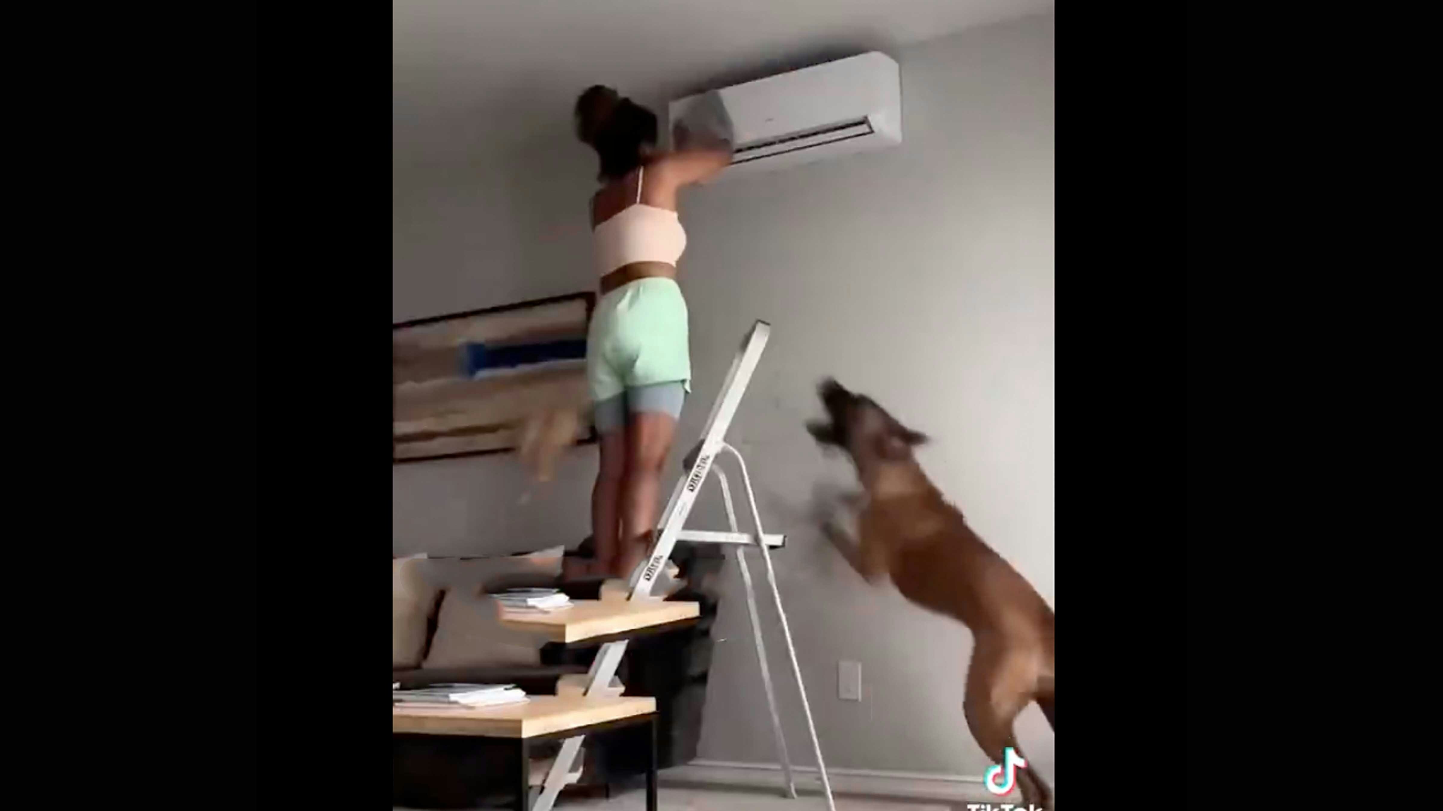 Troublemaker dogs 1 3 26