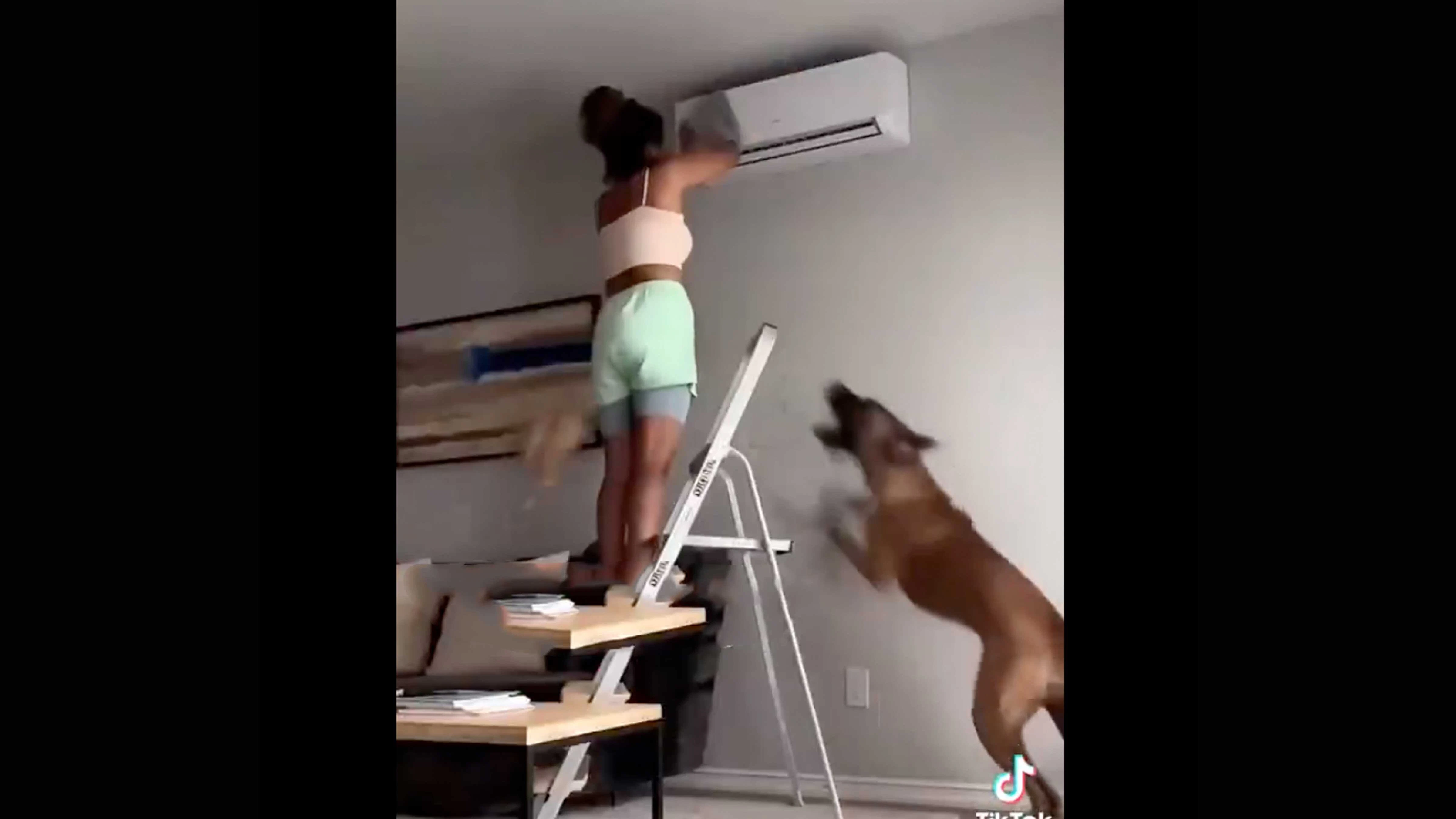 Troublemaker dogs 1 3 26