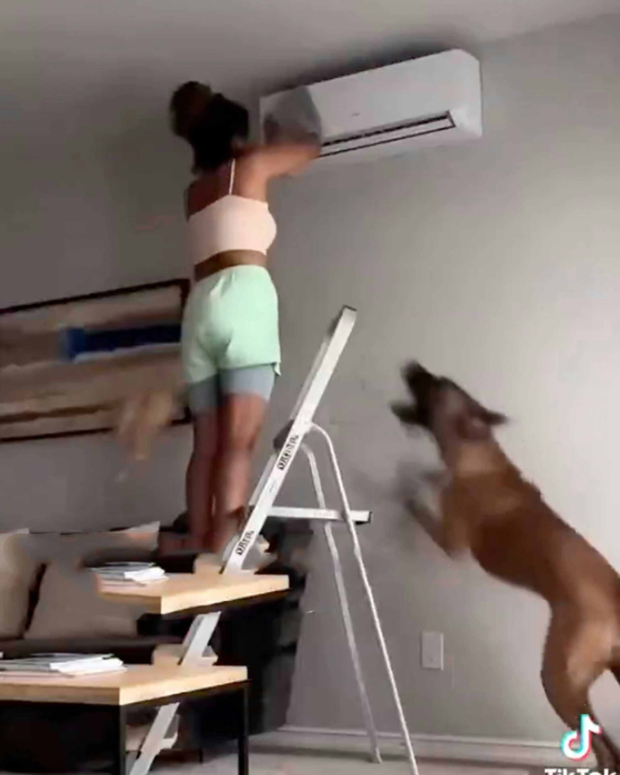 Troublemaker dogs 1 3 26