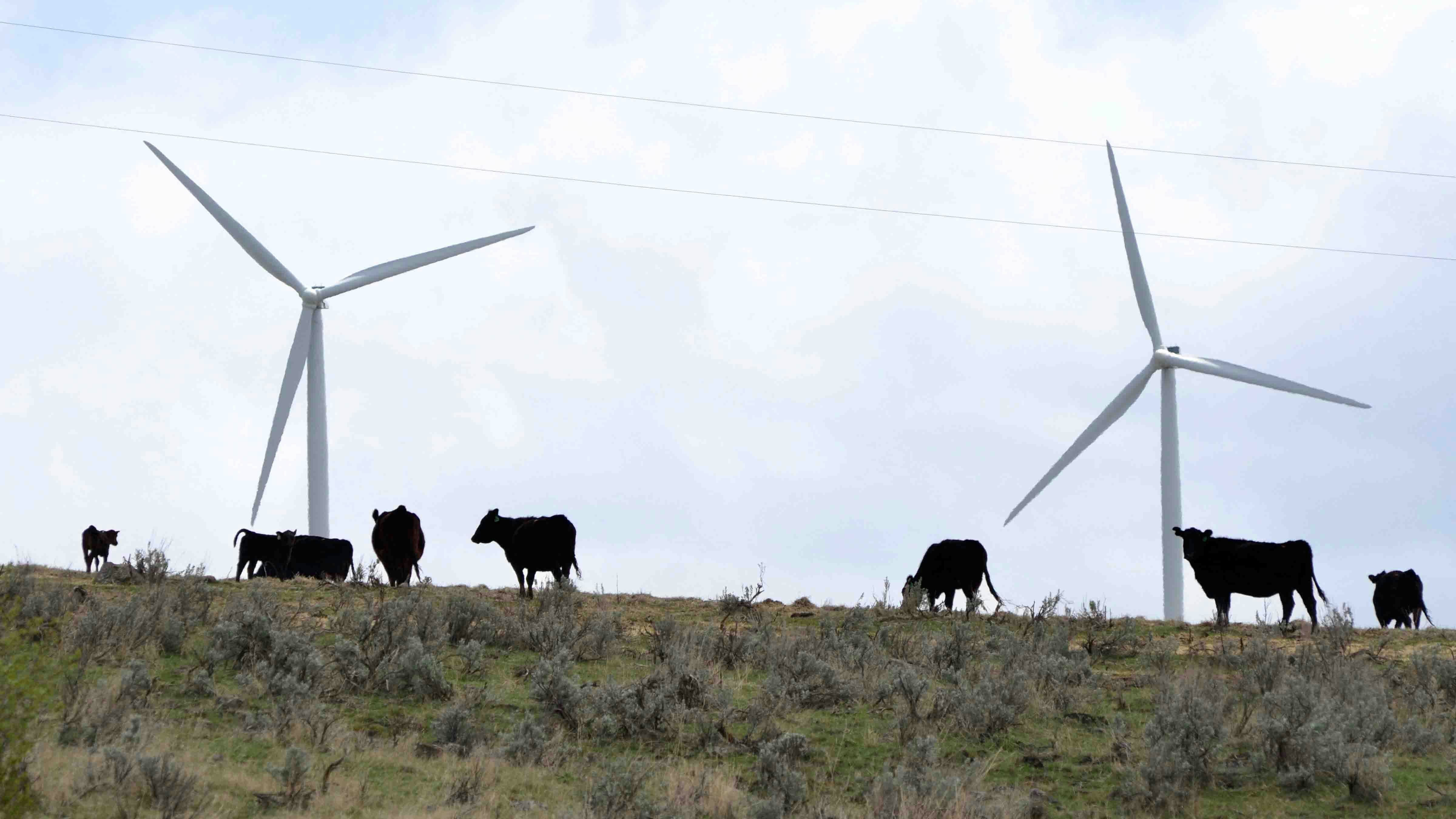 Cattle near wind turbines