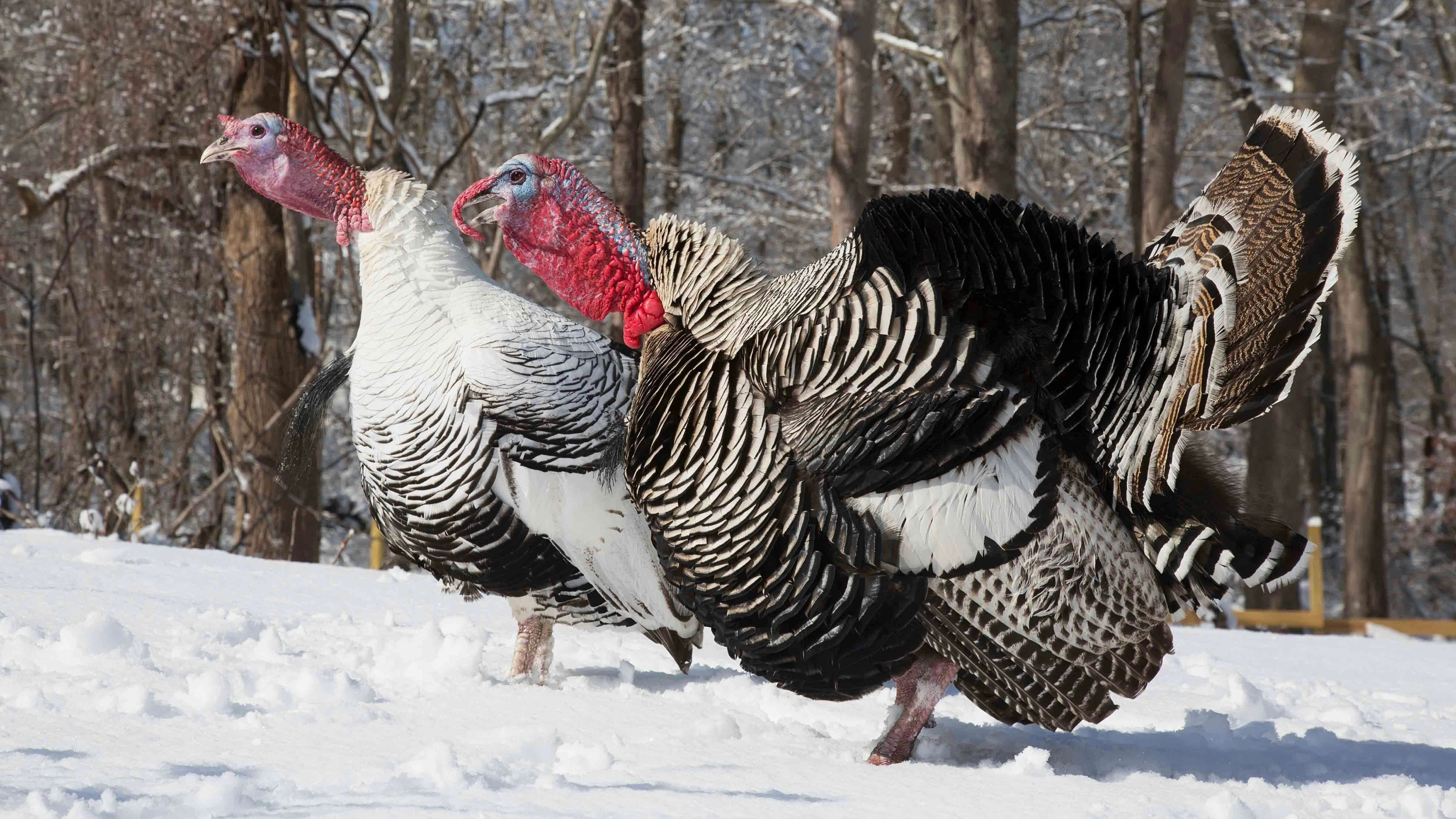 Although the Thanksgiving Day forecast in Wyoming is looking pleasant, a "potent winter storm" will quickly follow. Meteorologist Don Day says there will be measurable snow falling in a lot of places across the state on Saturday and Sunday.