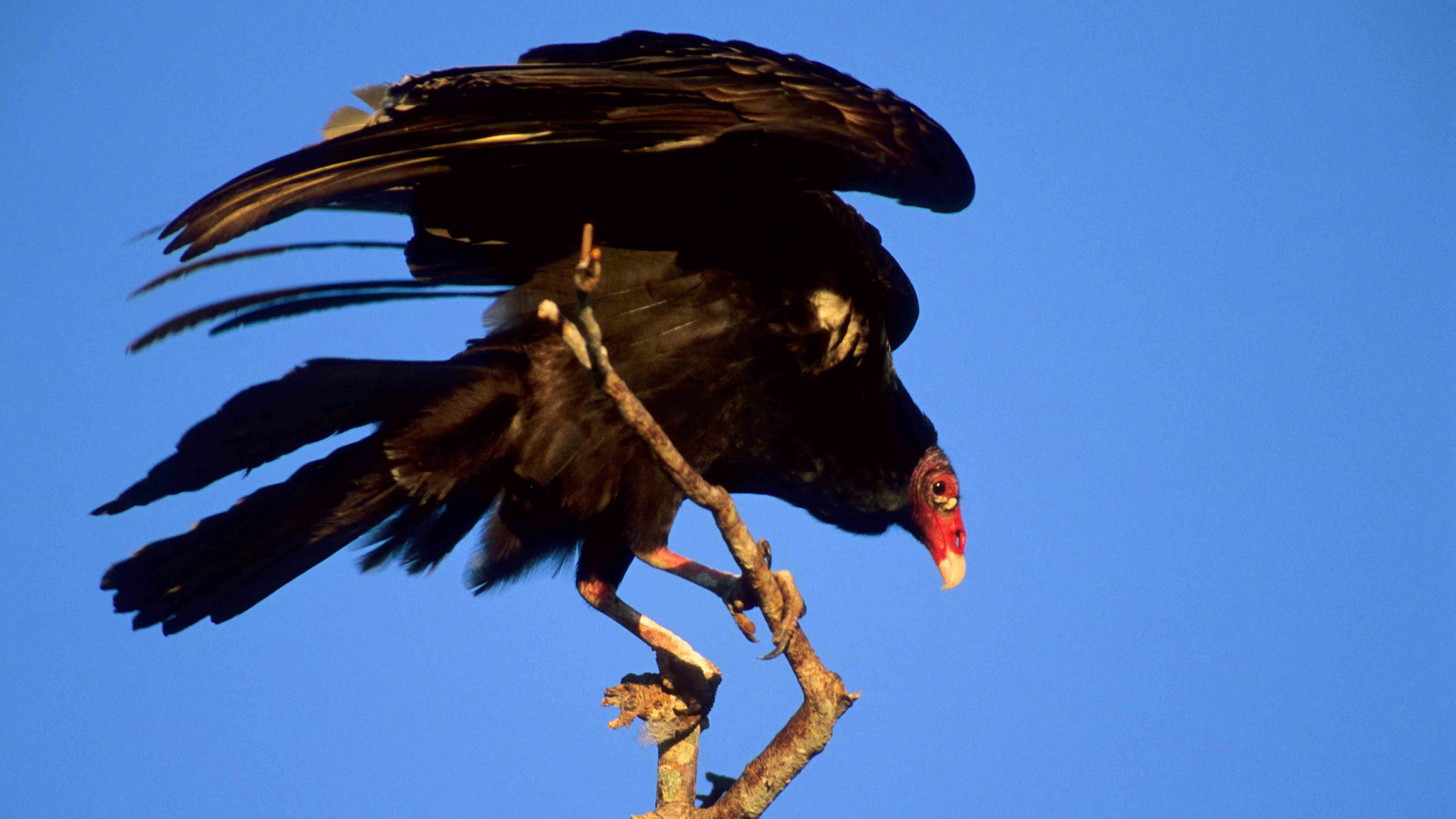 Every spring, hundreds of turkey vultures show up on the University of Wyoming campus and stay until fall.