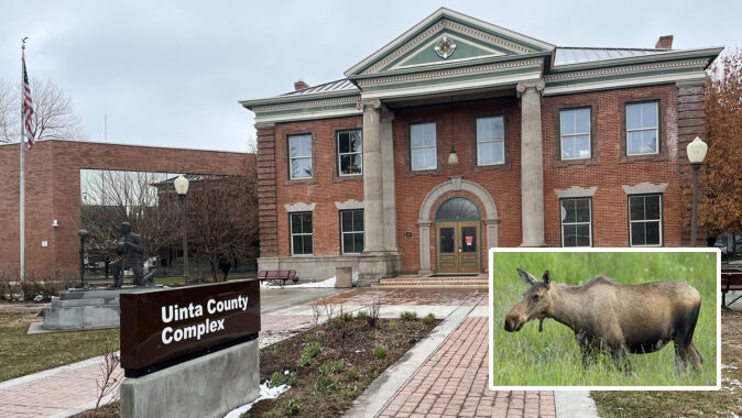 Roping and riding a terrorized cow moose and then roping and dragging it gave cowboys on a Uinta County ranch enough of a thrill to capture the event on video. Now those videos are being used to charge the trio with felony violations for cruelty to animals.