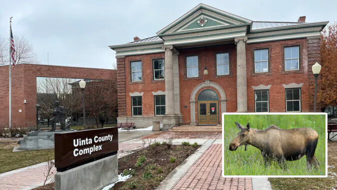 Uinta moose 2 12 9 25 2026 02 20 230834 vzcw
