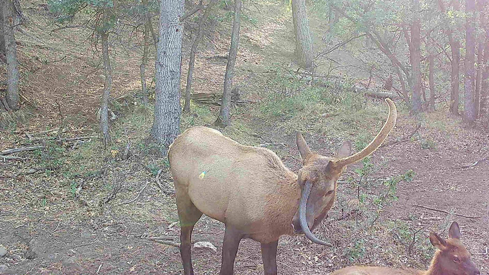 Unicorn elk