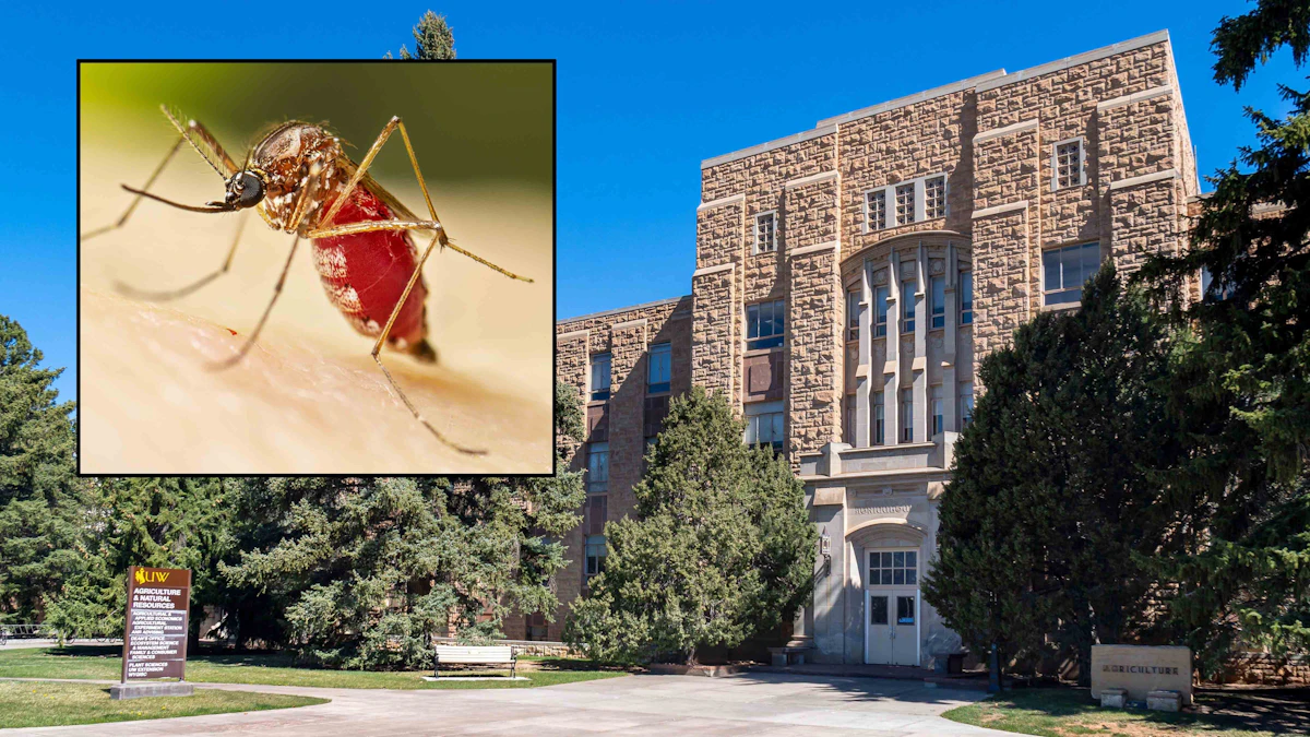 Here Come The Bugs: Wyoming’s Warm Winter Likely Means A Whole Lot Of ...