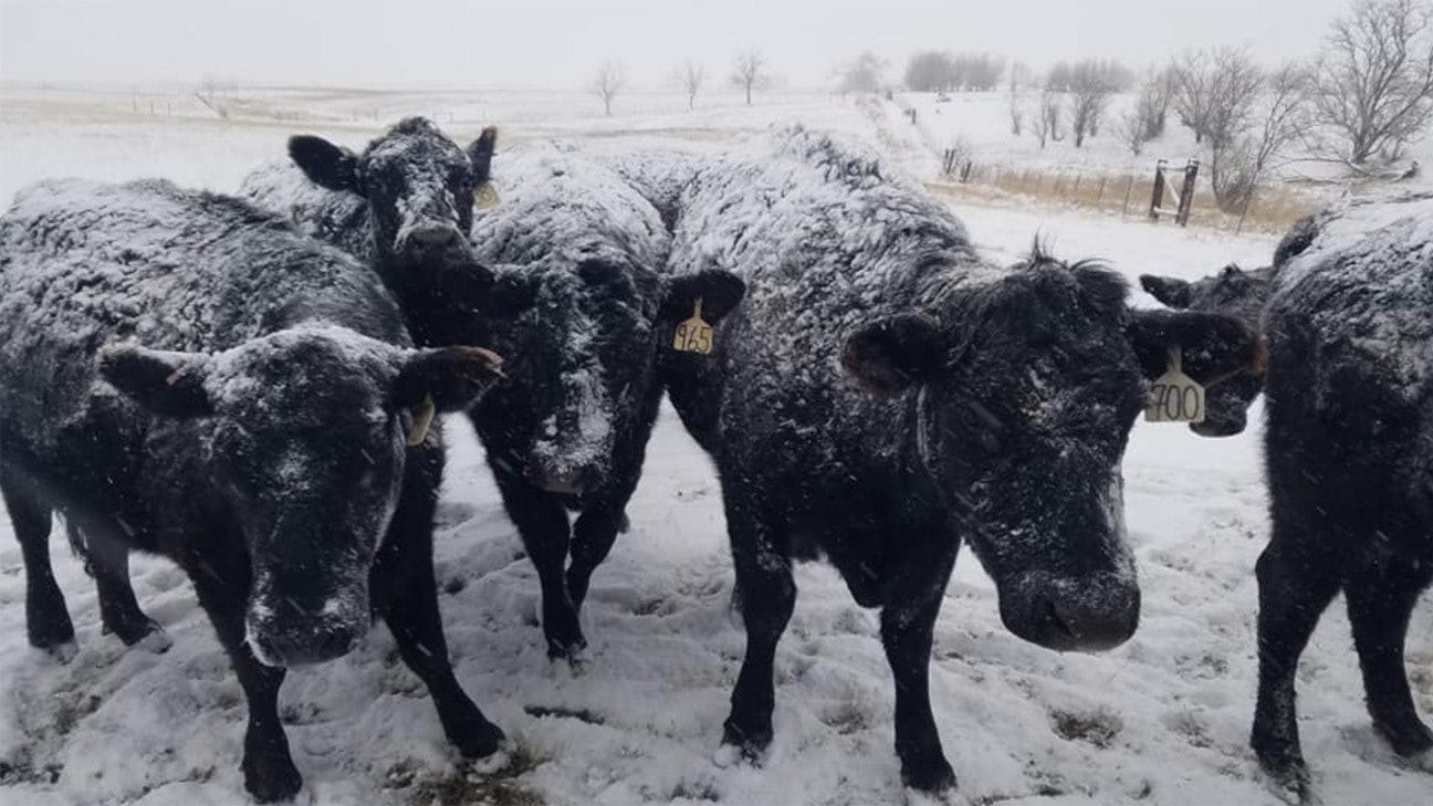 Valley raised beef powell