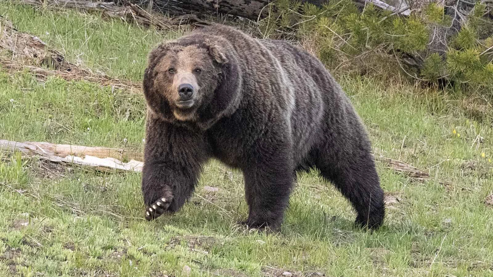 Grizzly 970 is a massive male grizzly called “van Gogh” because he’s missing his right ear.