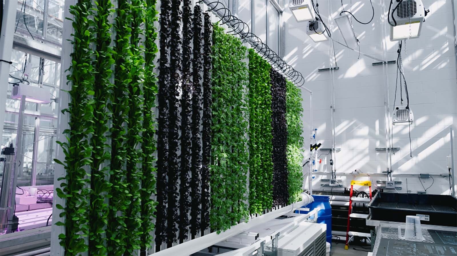 A greenhouse bay housing vertical farming at the University of Wyoming.