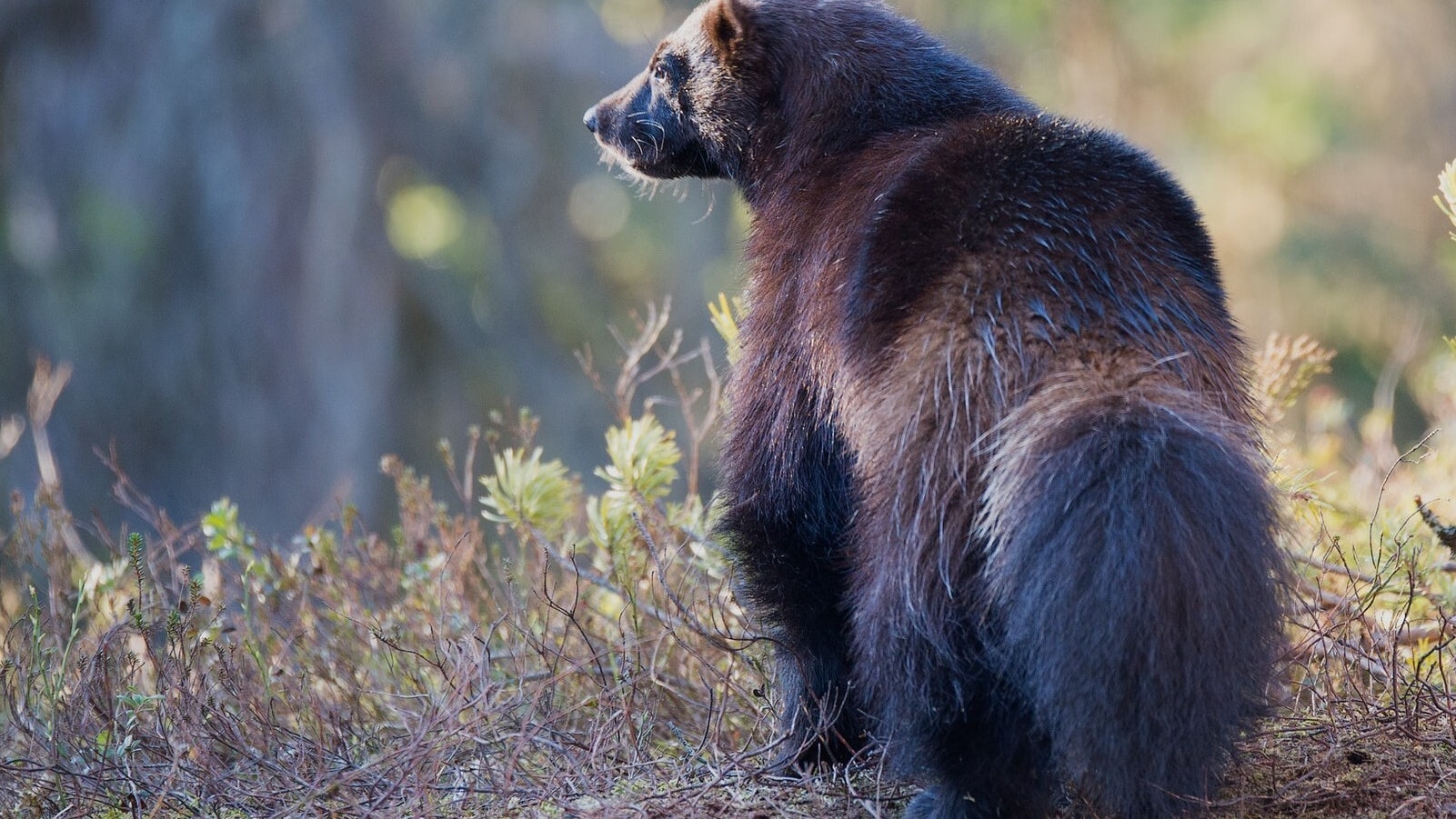 Vincent van zalinge Gfq2we BDL1s unsplash 1