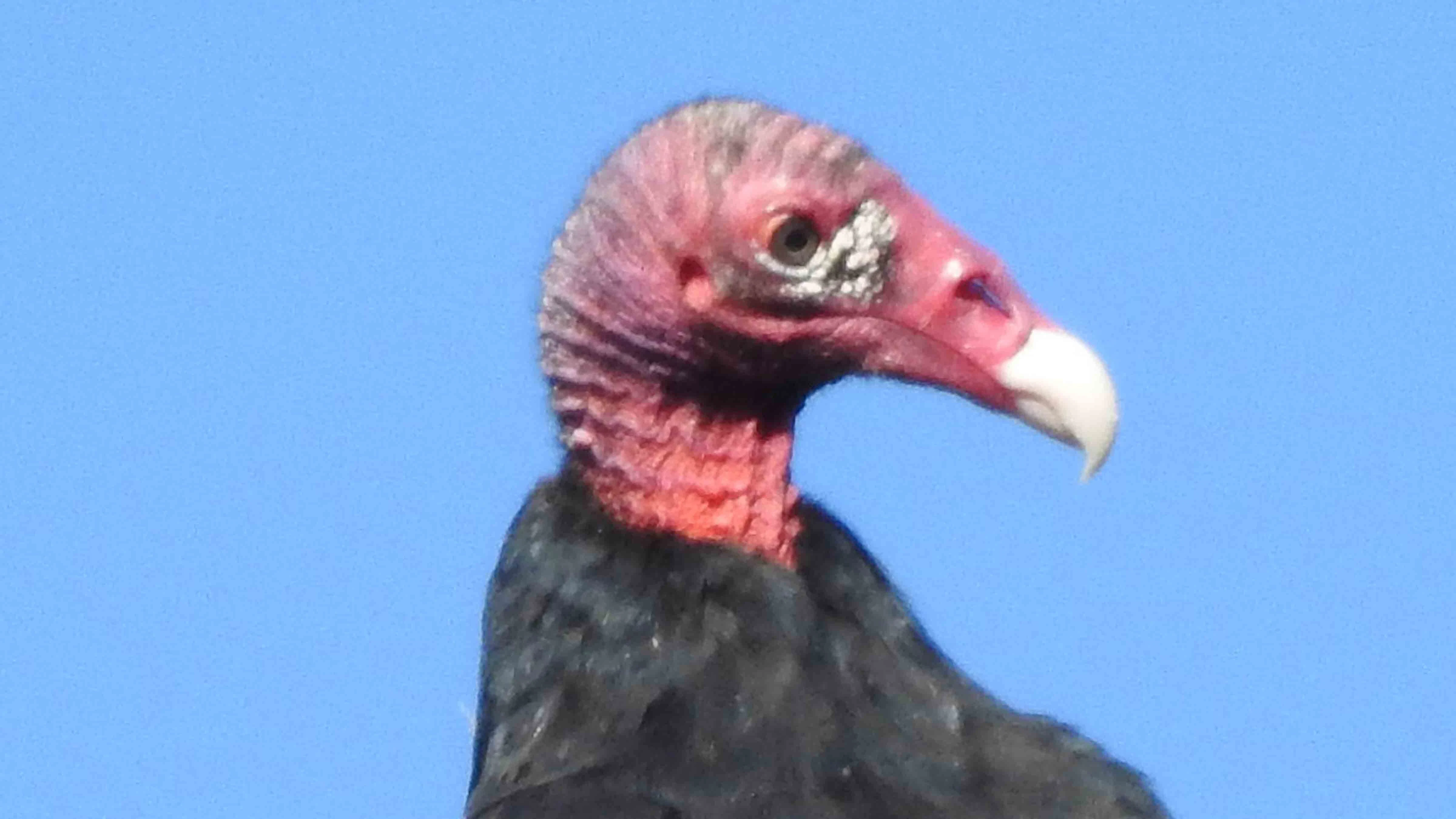 Turkey vulture have warts on their faces, called crunkles.