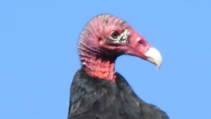 Turkey vulture have warts on their faces, called crunkles.