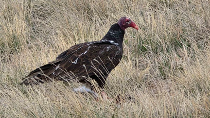 Turkey vultures scour the countryside across Wyoming, looking for carrion to eat.