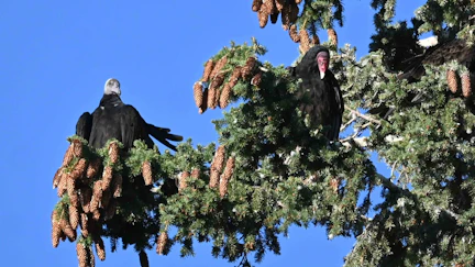 The turkey vulture on the left in this photo is a juvenile, identifiable by its gray head and beak, compared to the red head and white beak of an adult.