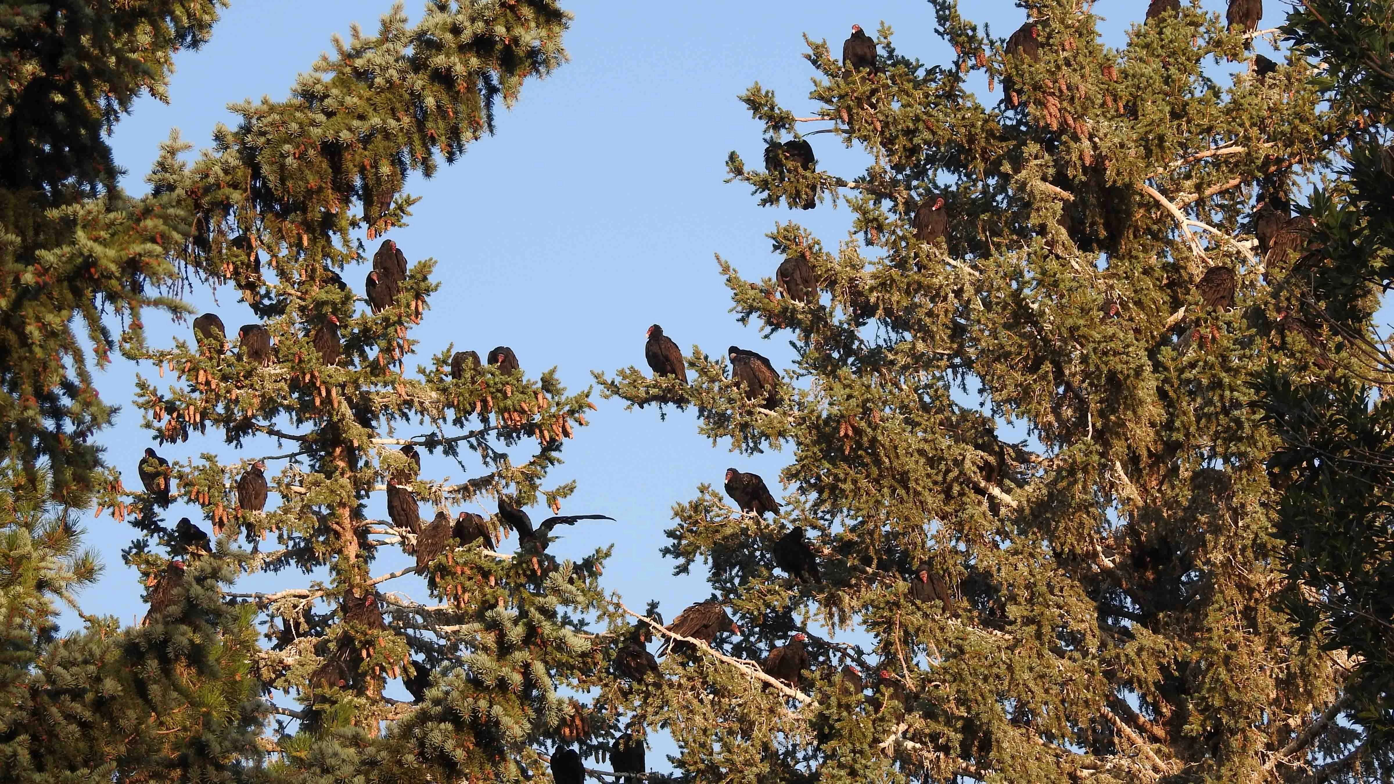Turkey vultures show up in Casper in March, and stay until October, when they migrate south.