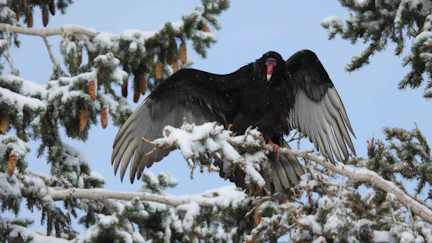 Turkey vultures show up in Casper in March, and stay until October, when they migrate south.