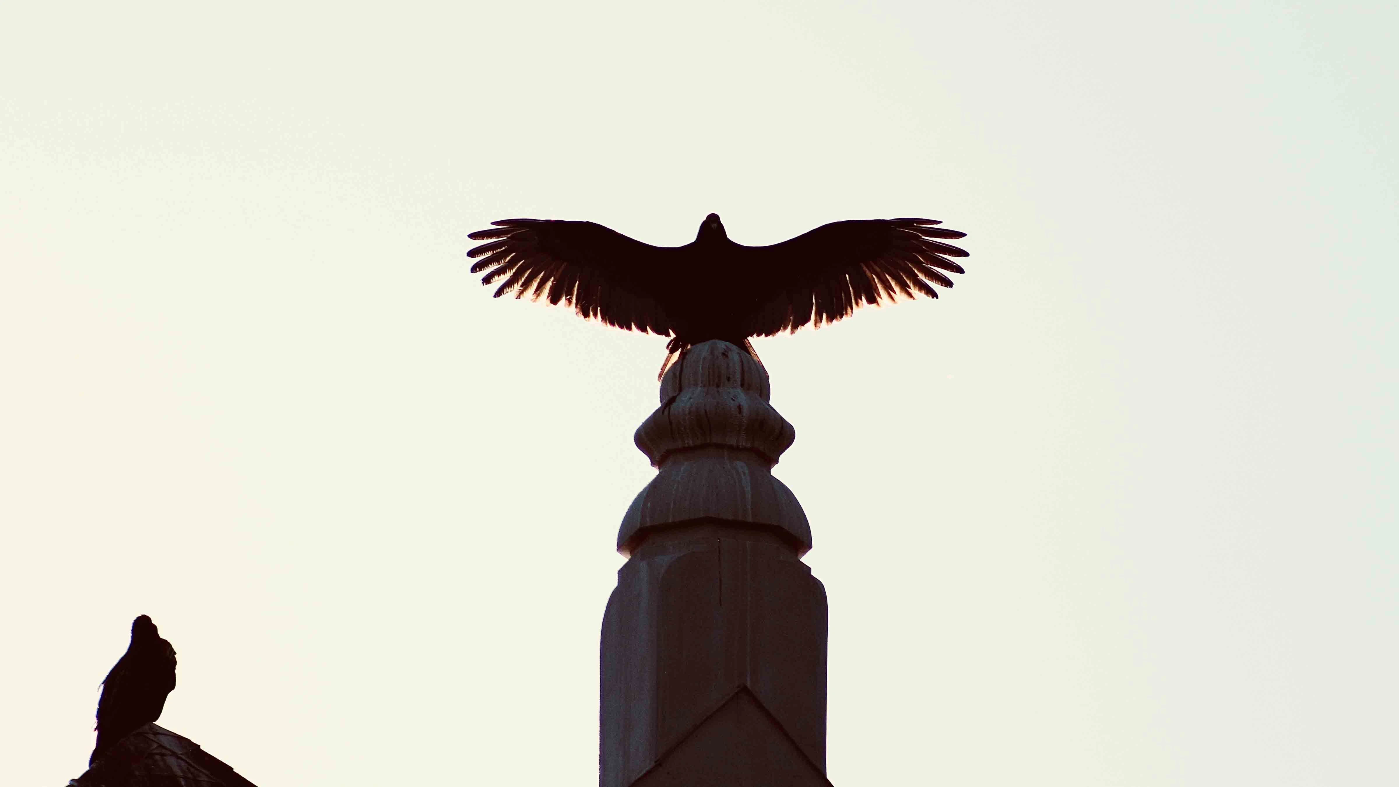 Every spring, hundreds of turkey vultures show up on the University of Wyoming campus and stay until fall.