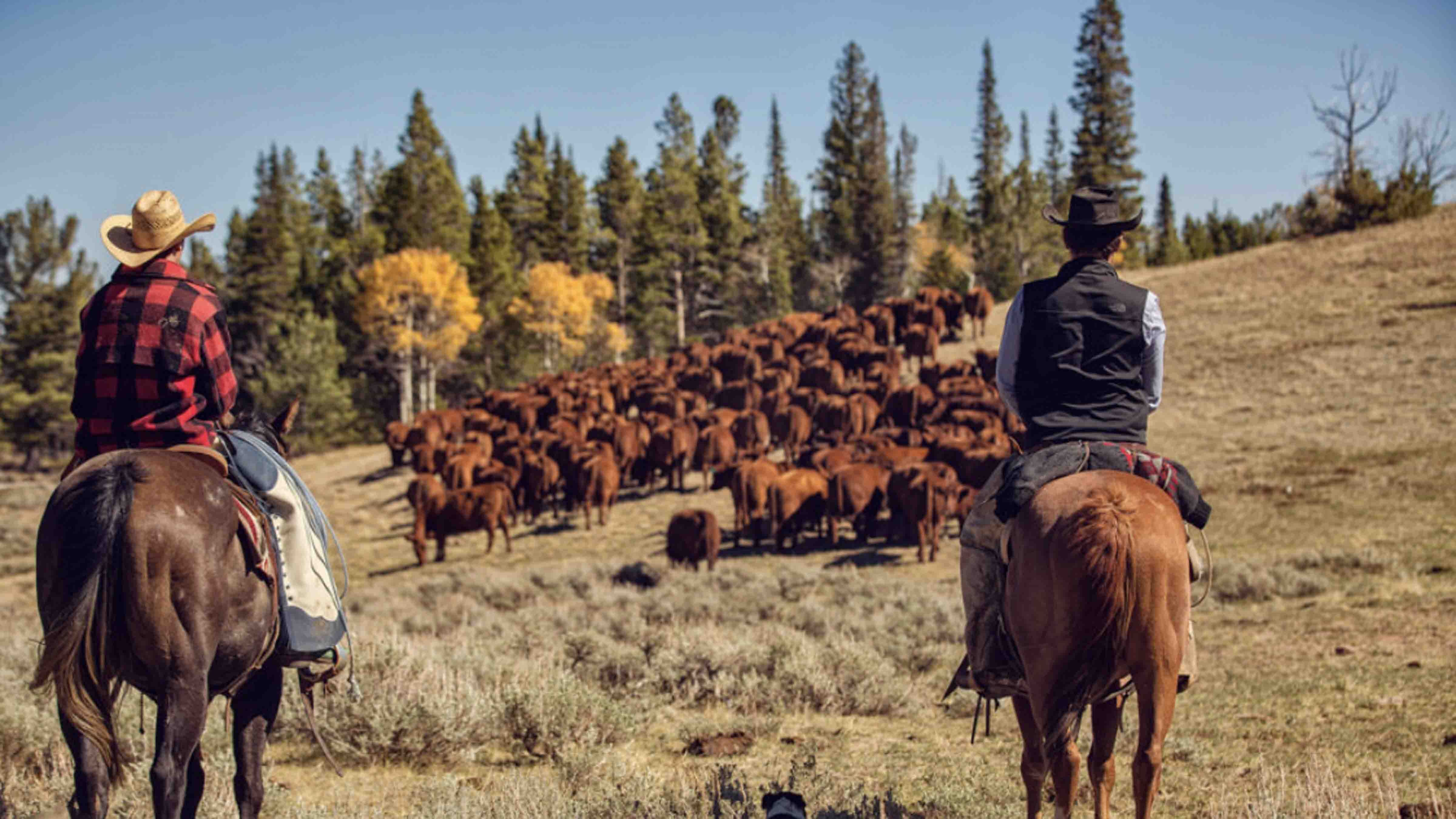 The American West: Documenting the Wagonhound