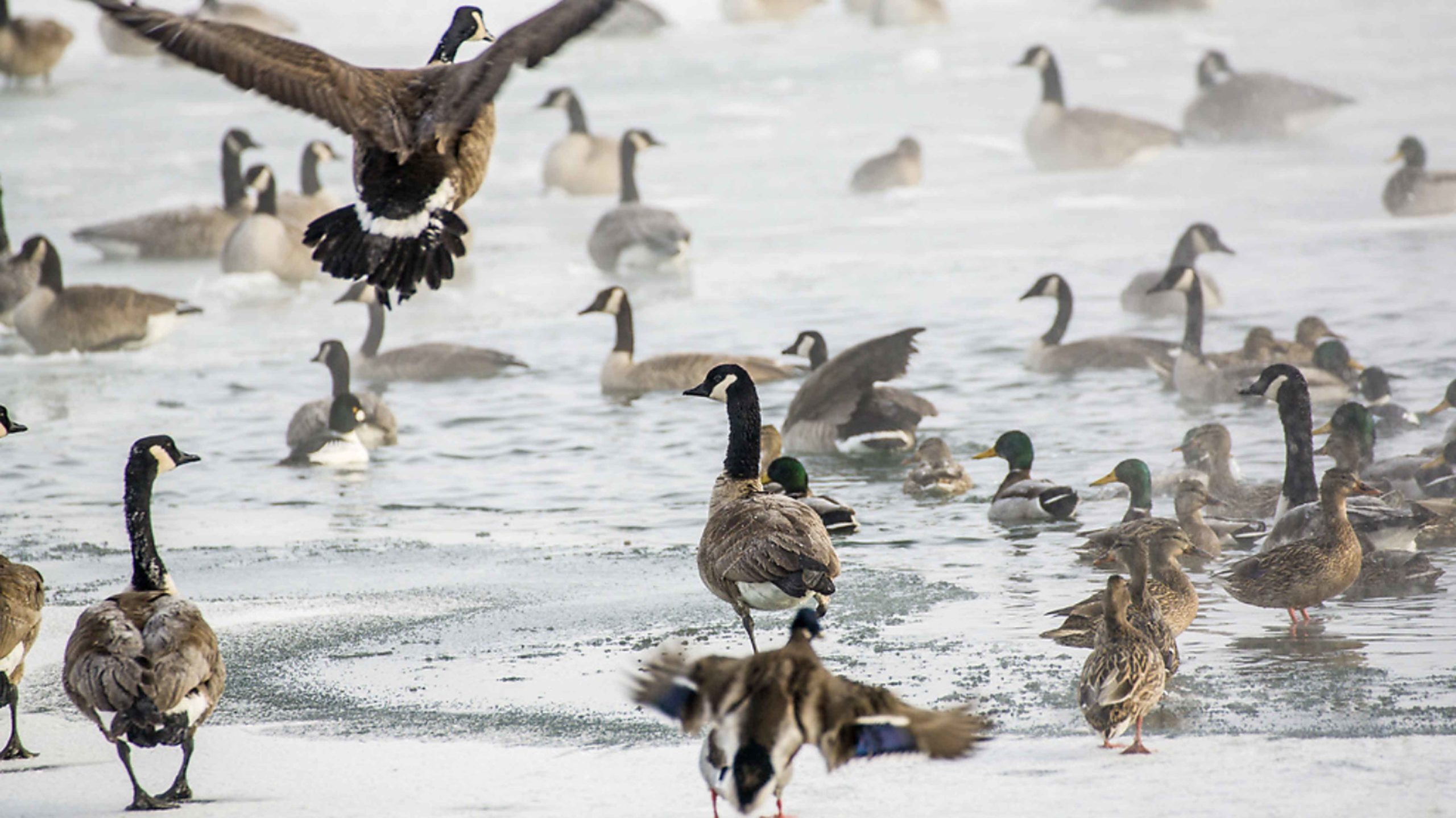 Waterfowl 3 30 22 scaled