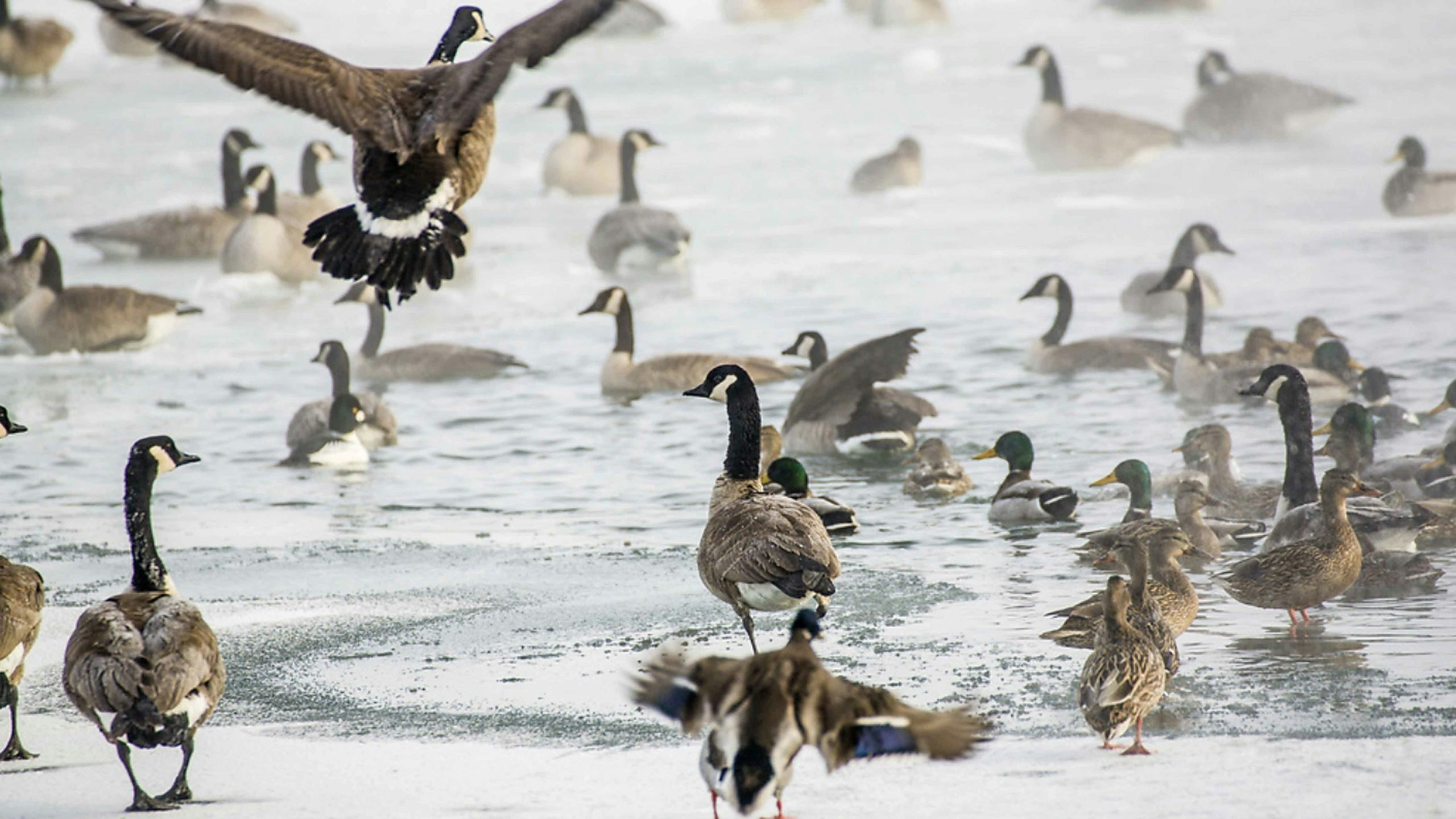 Waterfowl 3 30 22 scaled