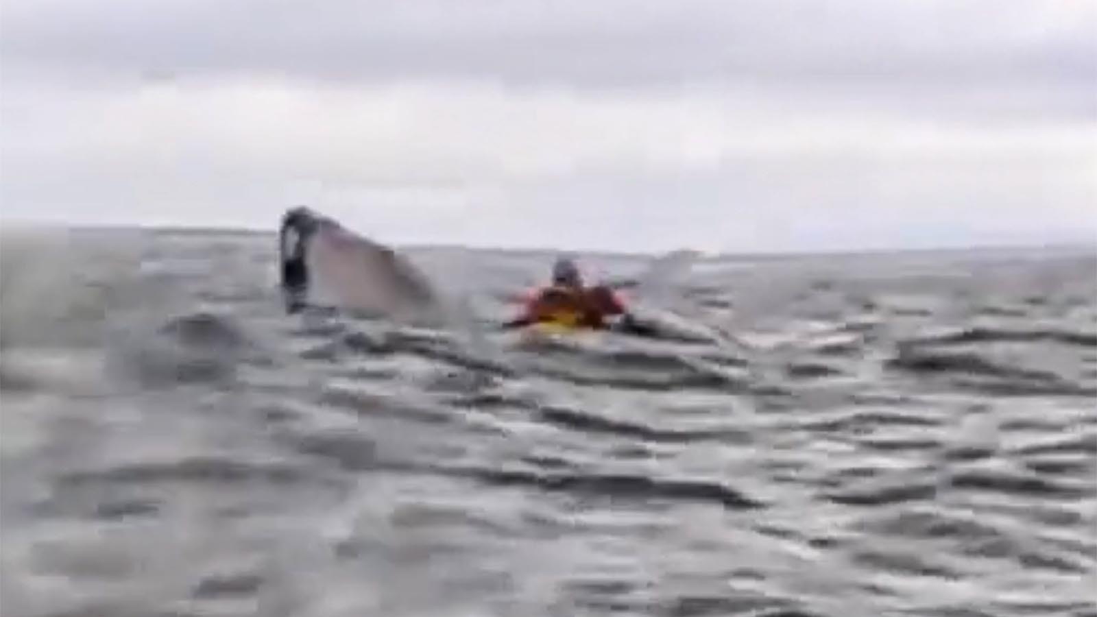 Dell Simancas was taking video of his son kayaking in the ocean off Chili when a whale scooped him up in his mouth. The whale quickly spat his son out.