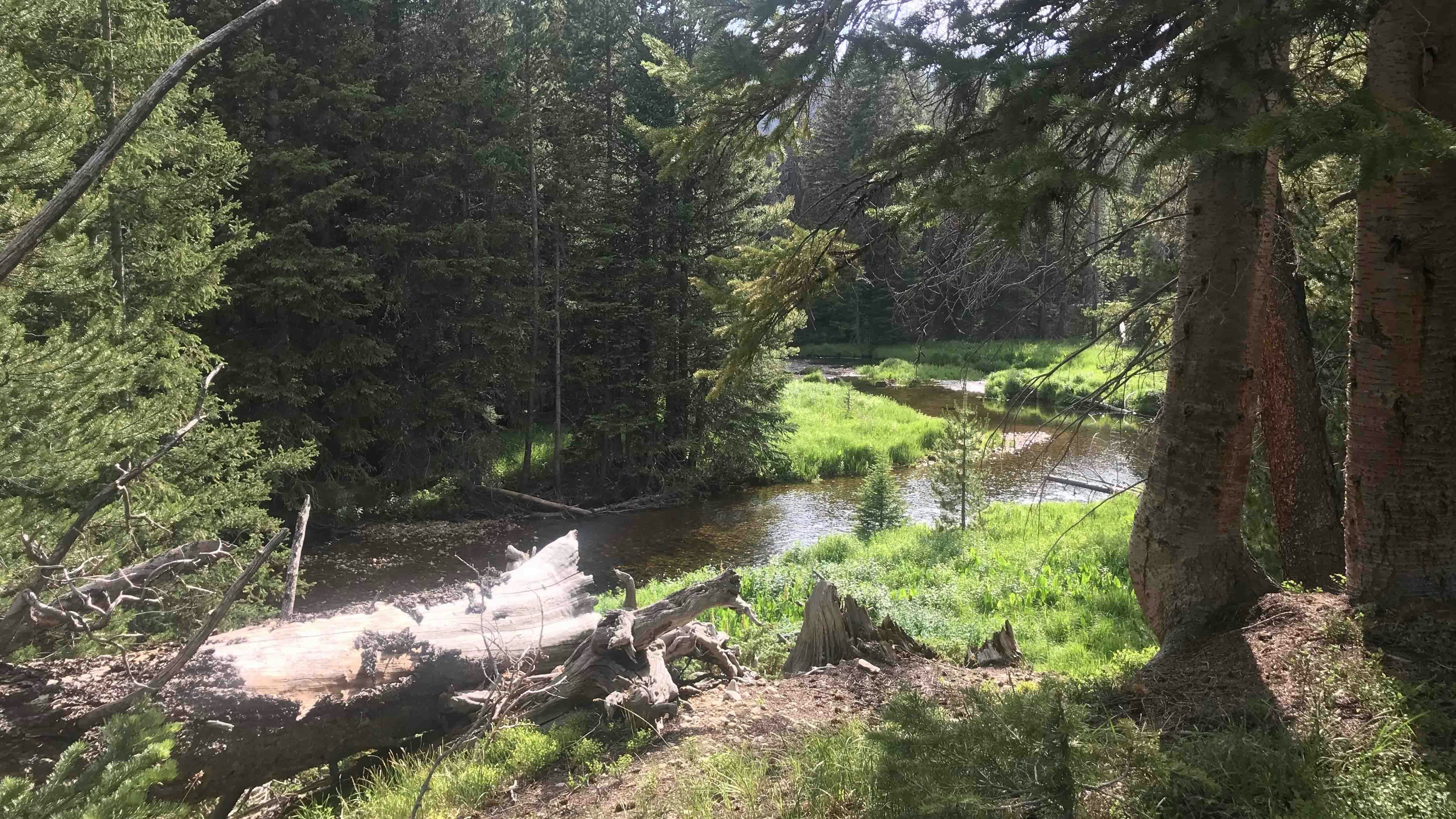 Picture of view of the Medicine Bow River from cleaned up campground