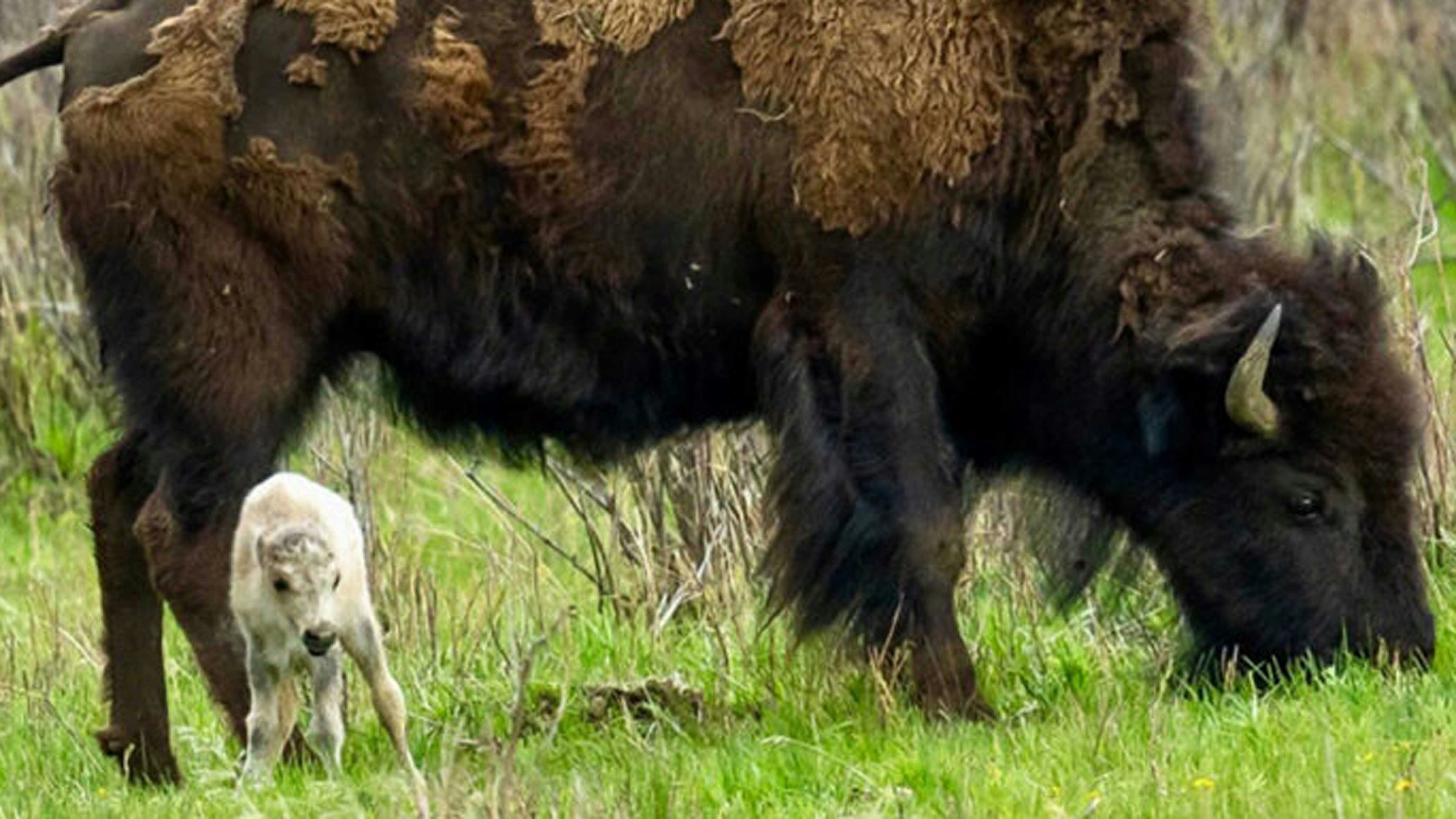 This white bison calf was born on June 4, 2024 in Yellowstone National Park.