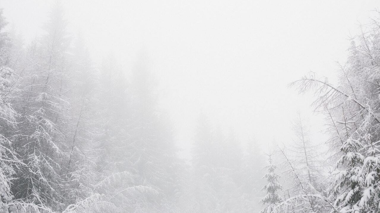 White snowy environment with pine trees 773953