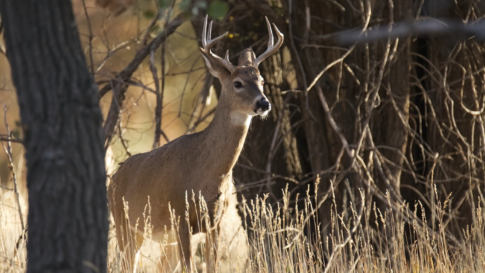 White tailed deer