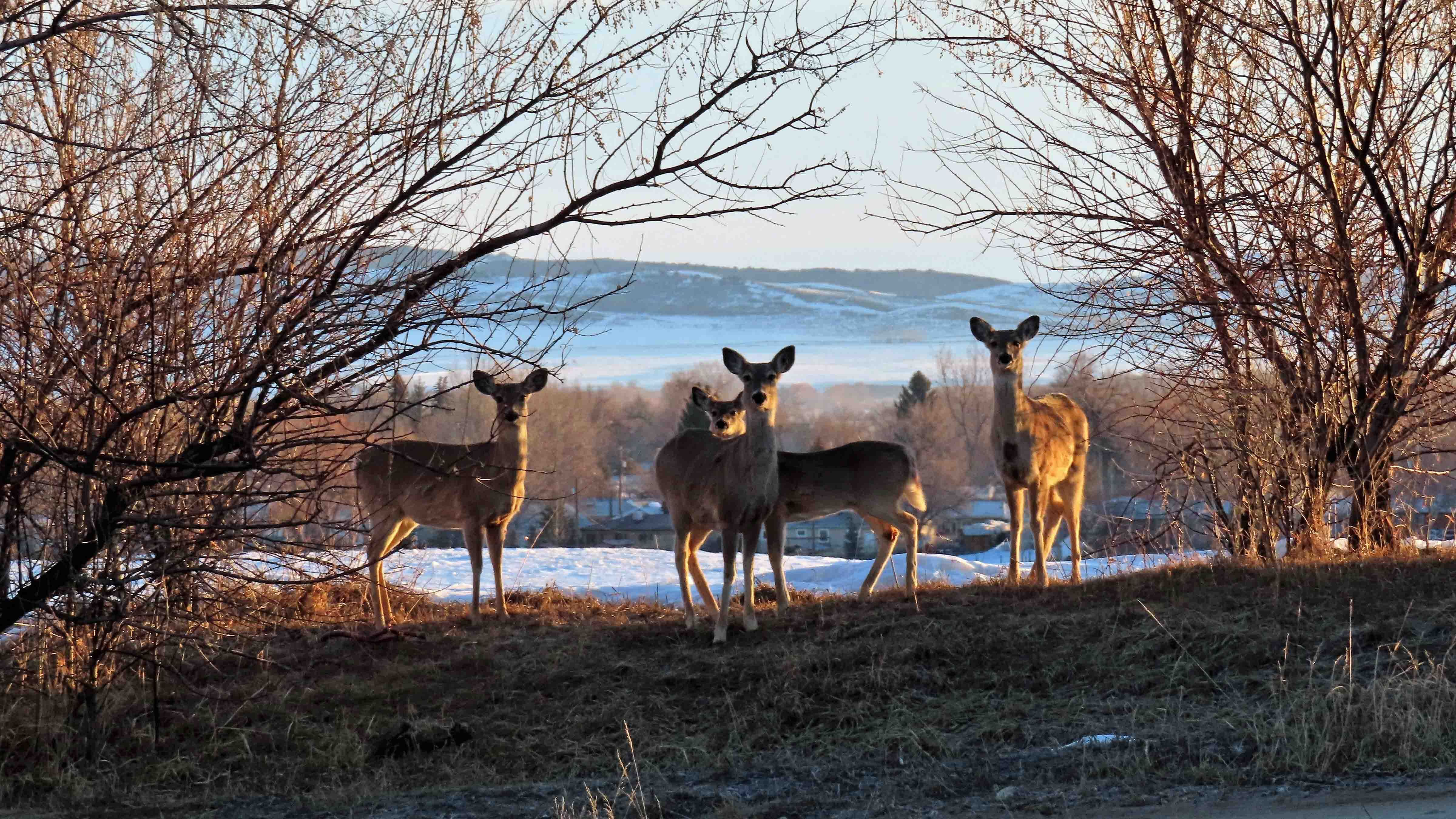 Whitetail deer 4 21 23