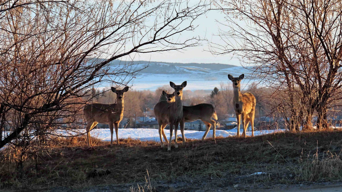 Yoder Images Those ‘Other’ Deer: Wyoming Whitetail Often Ignored, But Still Loved By ...