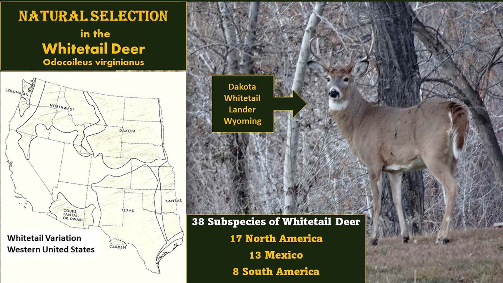 This graphic shows historic natural habitat for whitetail deer, including most of Wyoming.