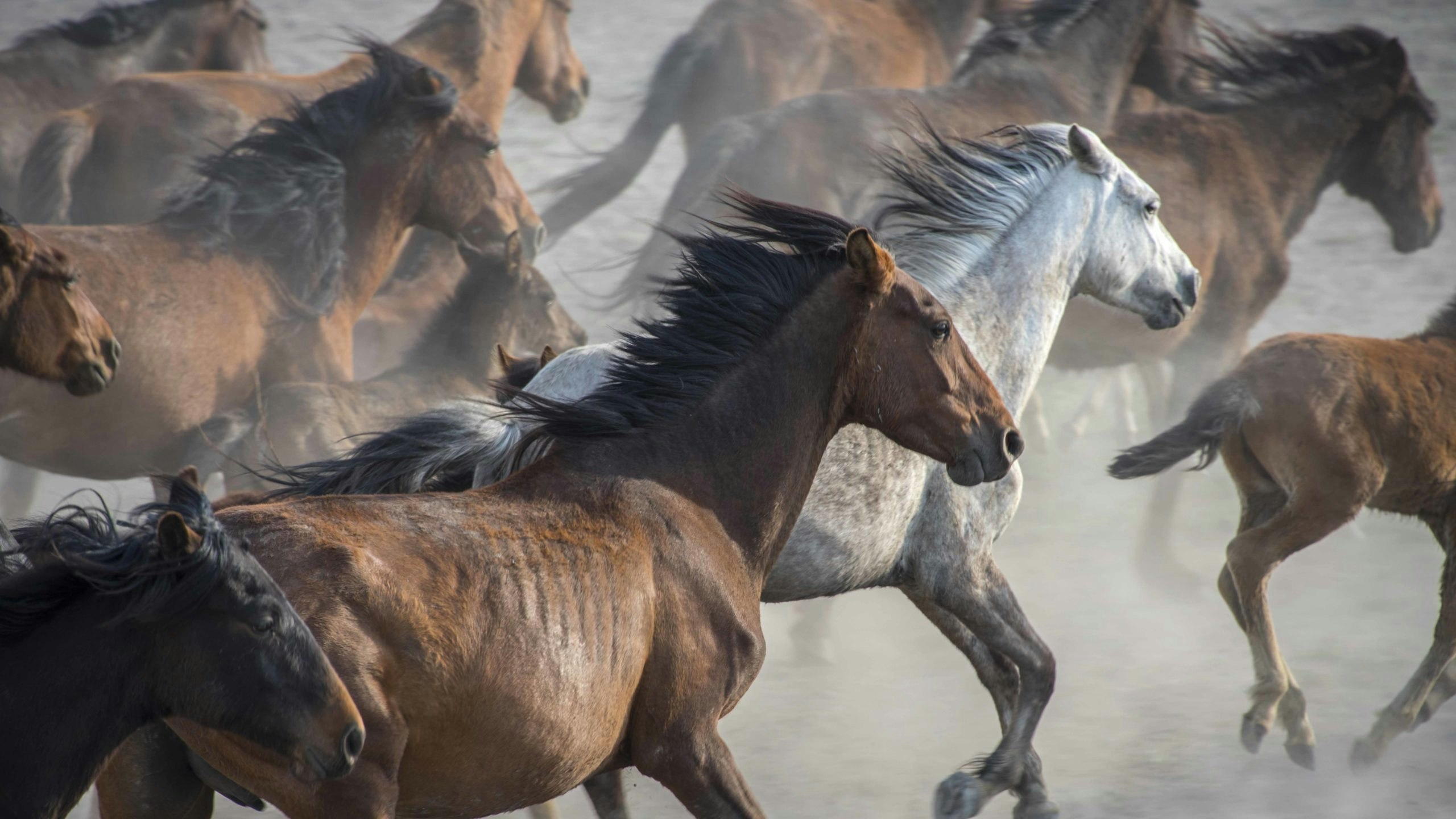 Wild horses 10 25 22 scaled