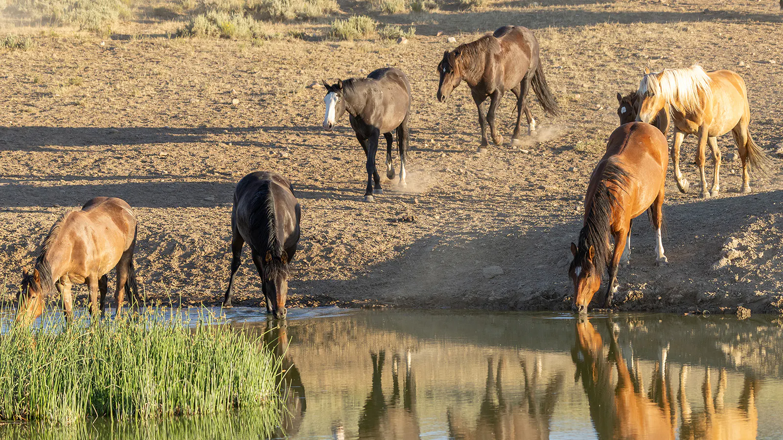 Mustang advocates claim that the Bureau of Land Management funneled horses to dealers who subsequently sold them for slaughter.