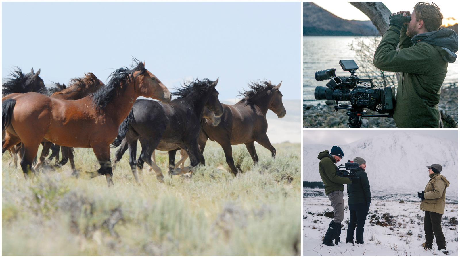 Wild horses and filmmakers 2 9 23