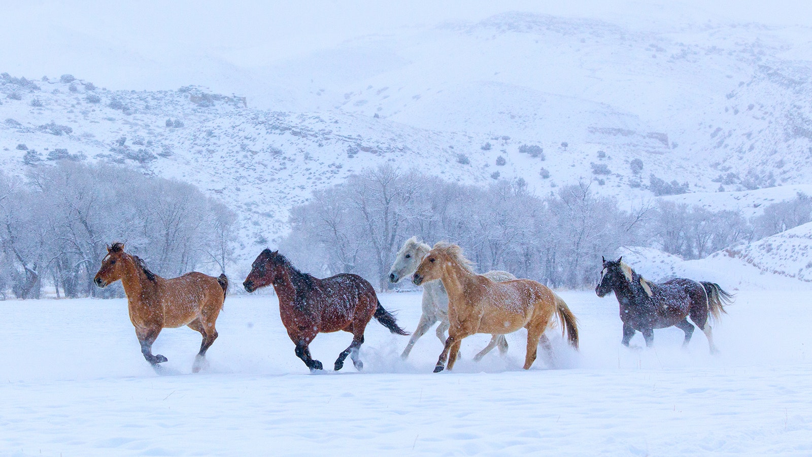 With massive die-offs expected for some Wyoming deer and antelope herds because of a harsh winter, its unclear how the state's wild mustangs have fared.