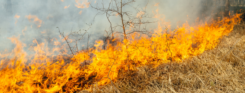 Wildfires