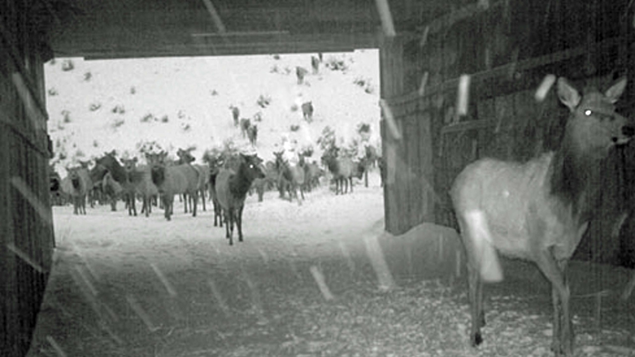 Wildlife at night 9 21 22 scaled