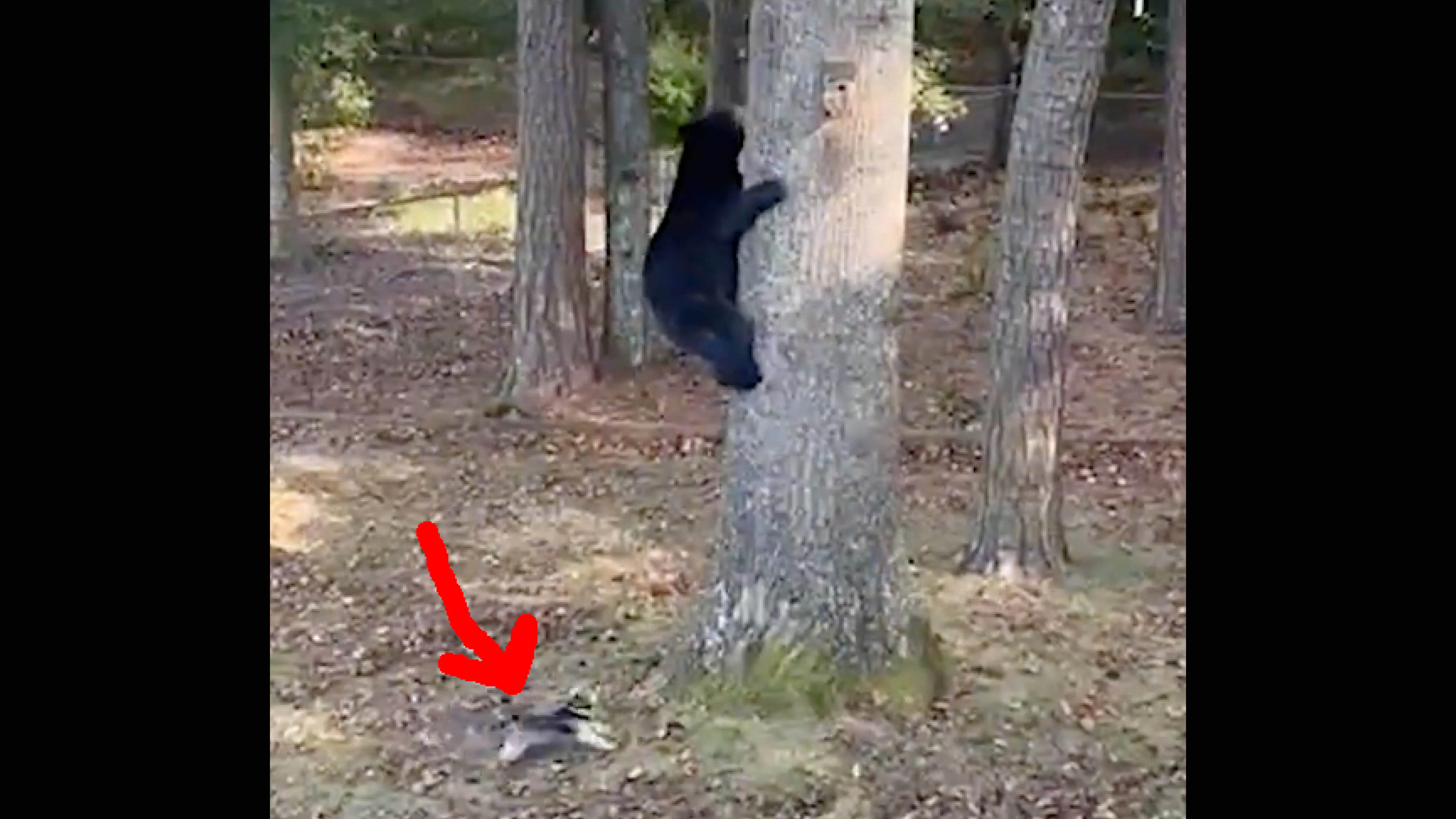Wildlife play 10 20 26