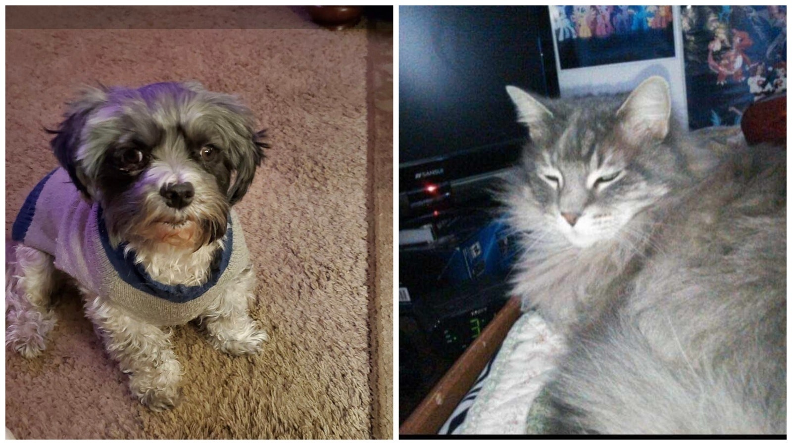 The owner of a Sheridan home destroyed during the course of a long standoff with police and an armed suspect says two of her pets Willy, left, and Cersei are still missing.