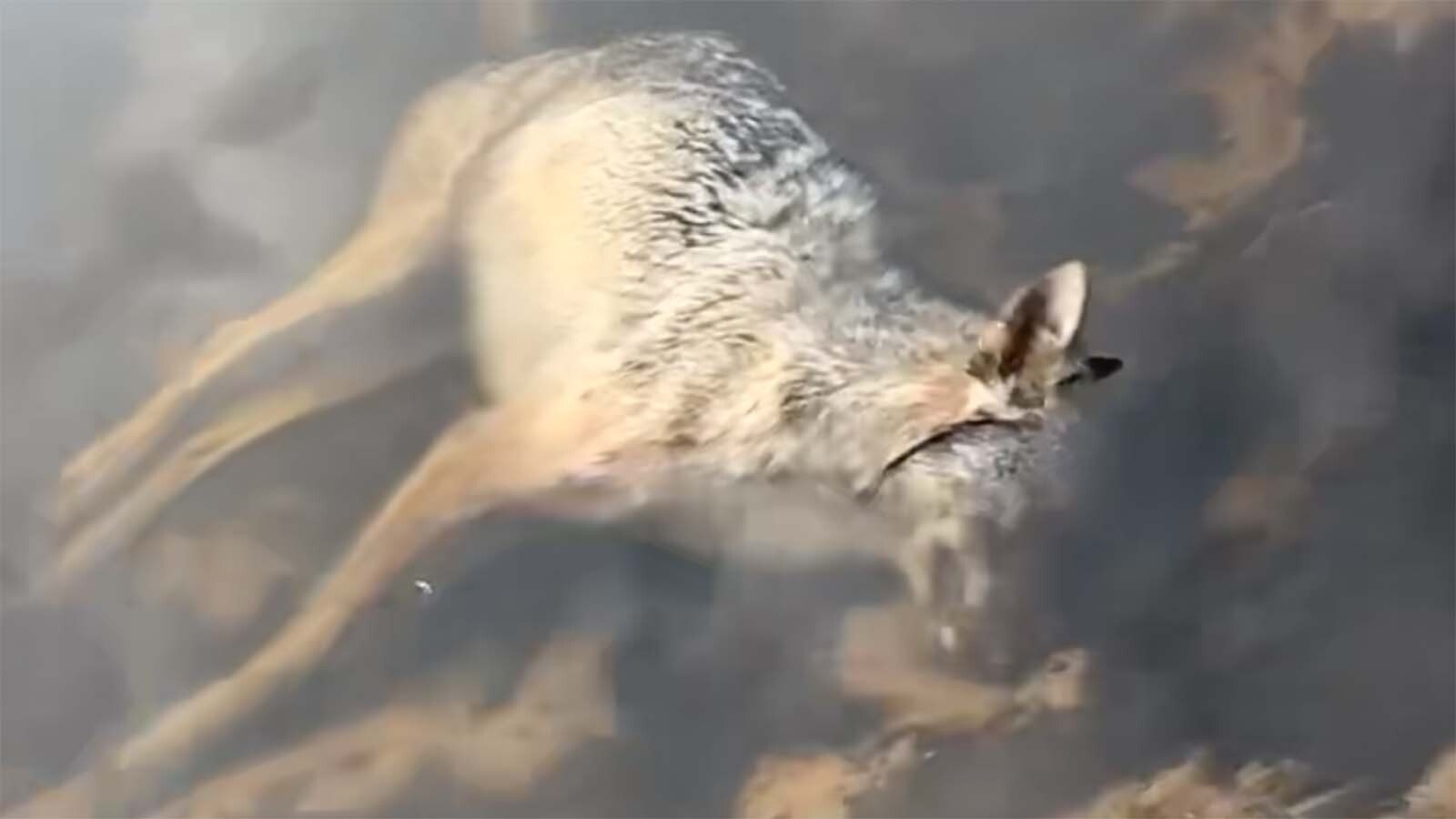 Chase Melton, 19, of Sugar Camp, Wisconsin, said he shot this wolf in self-defense after he and two kids he took duck hunting in Wisconsin were surrounded by a wolf pack. Unlike in Wyoming, wolves can’t be legally hunted in Wisconsin.