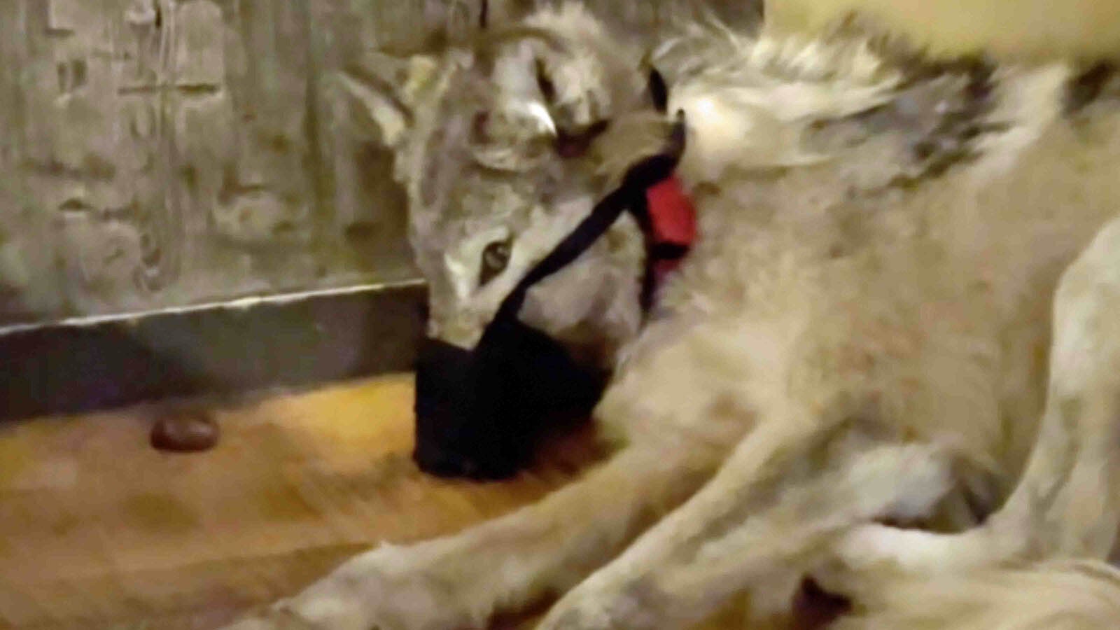 A still image from a short video of a muzzled wolf in an undisclosed building released by Wyoming Game and Fish.