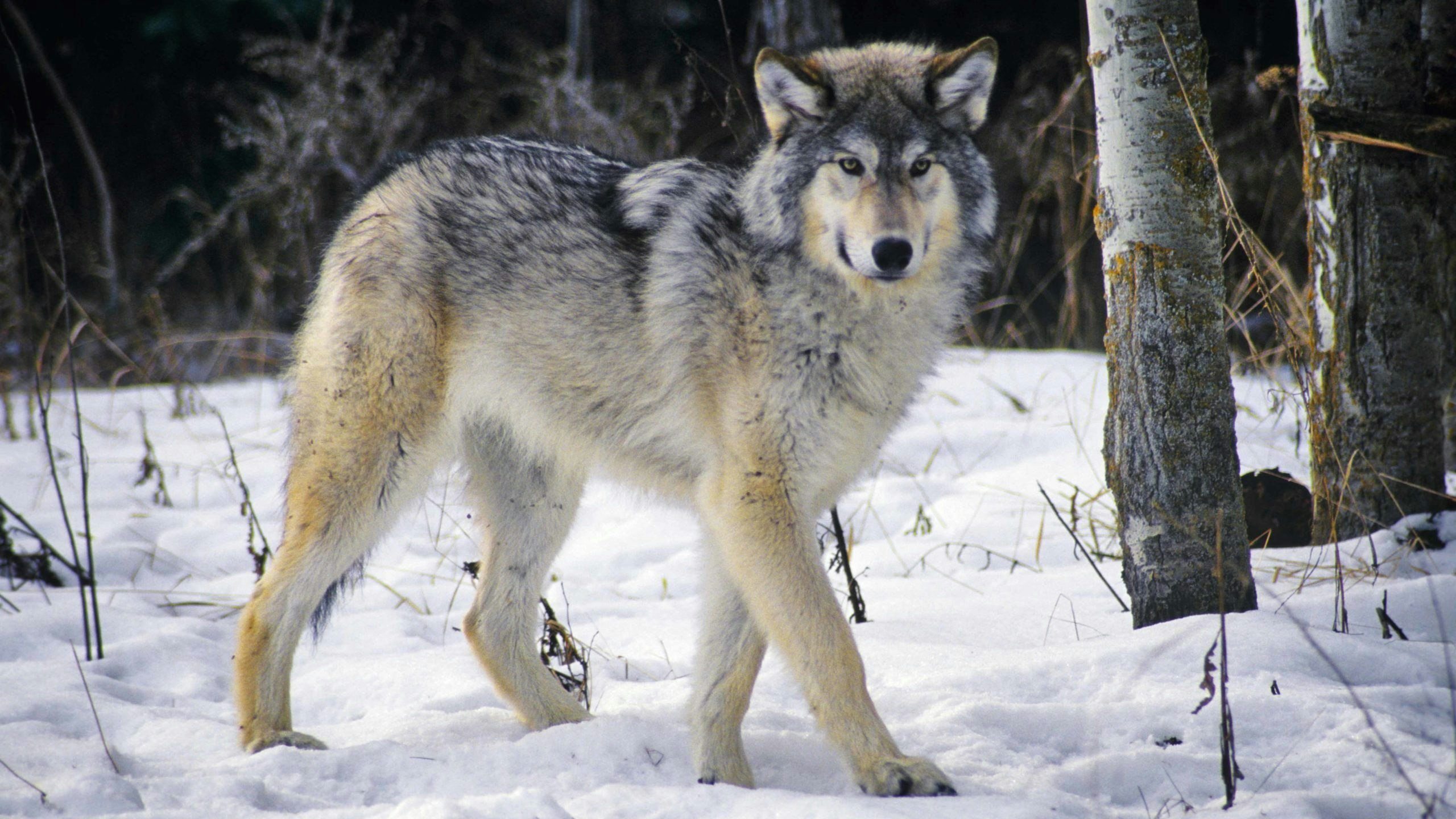 Wolf 8 11 22 scaled