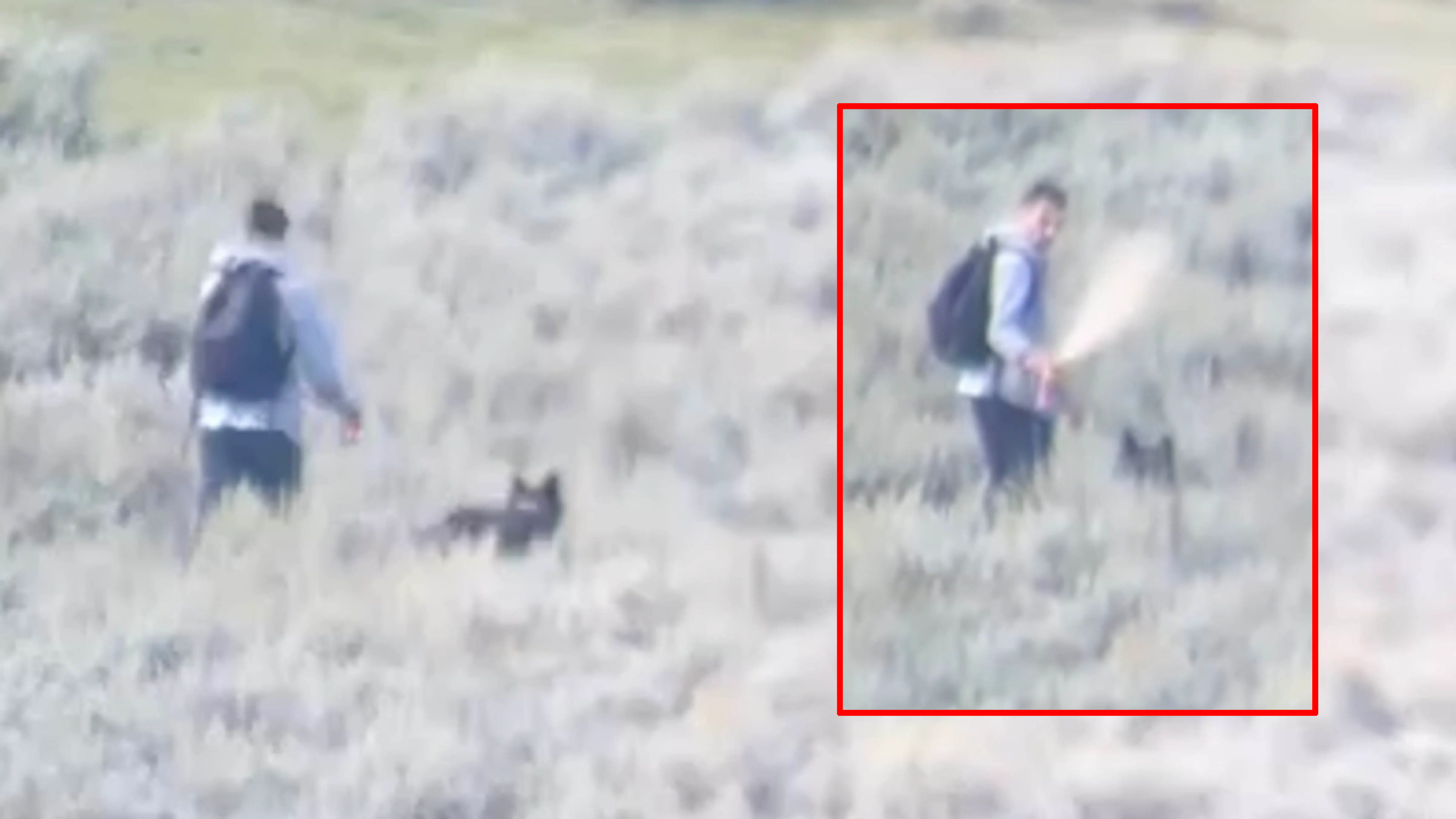 A tourist from Texas said he was spooked when a wolf kept trailing him in Yellowstone over the weekend, even after he blasted it with bear spray two times.